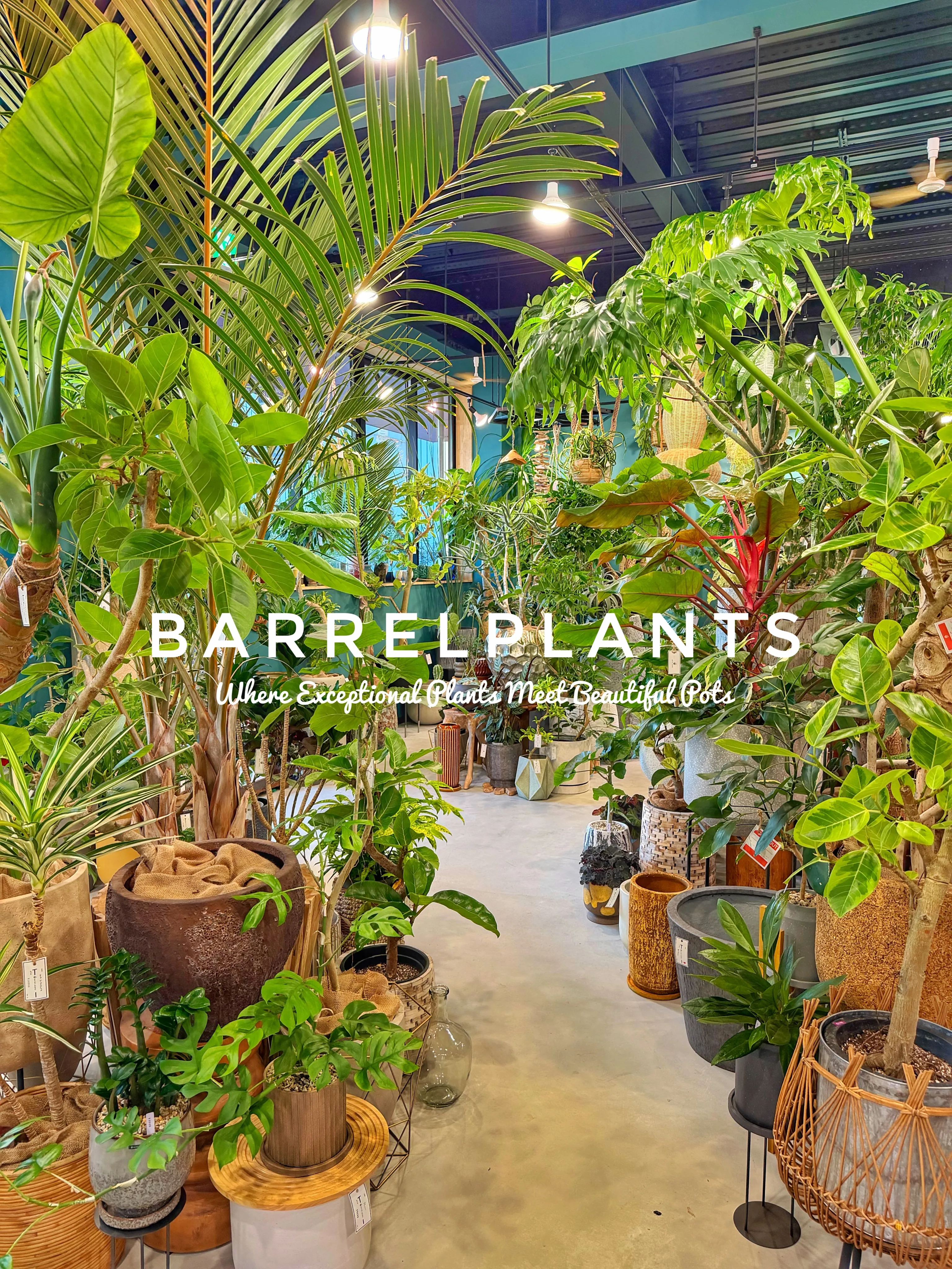 植物があるだけで、空間はここまで変わる。
