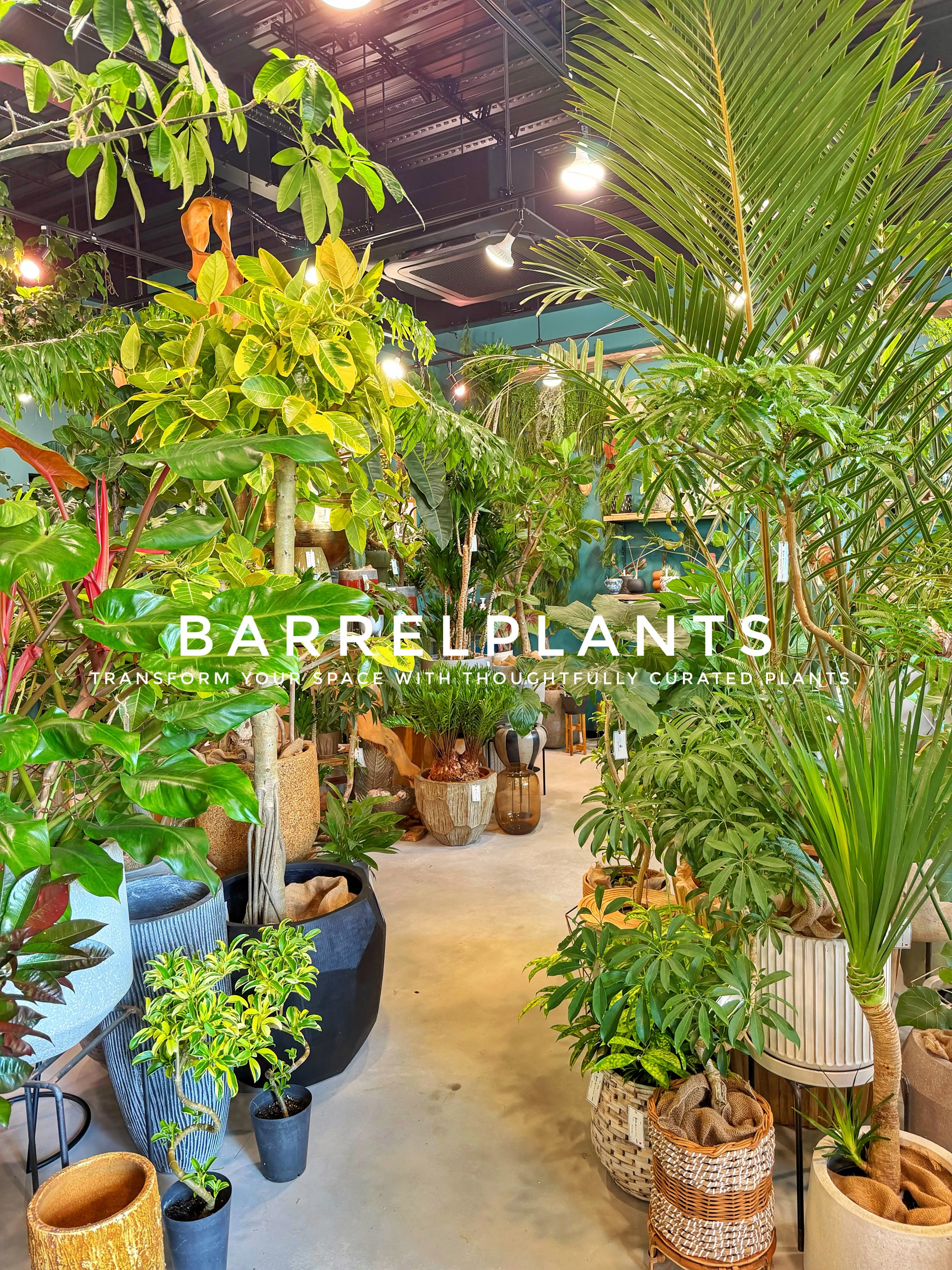 植物が増えすぎて、ちょっとワクワクする店になりました💓