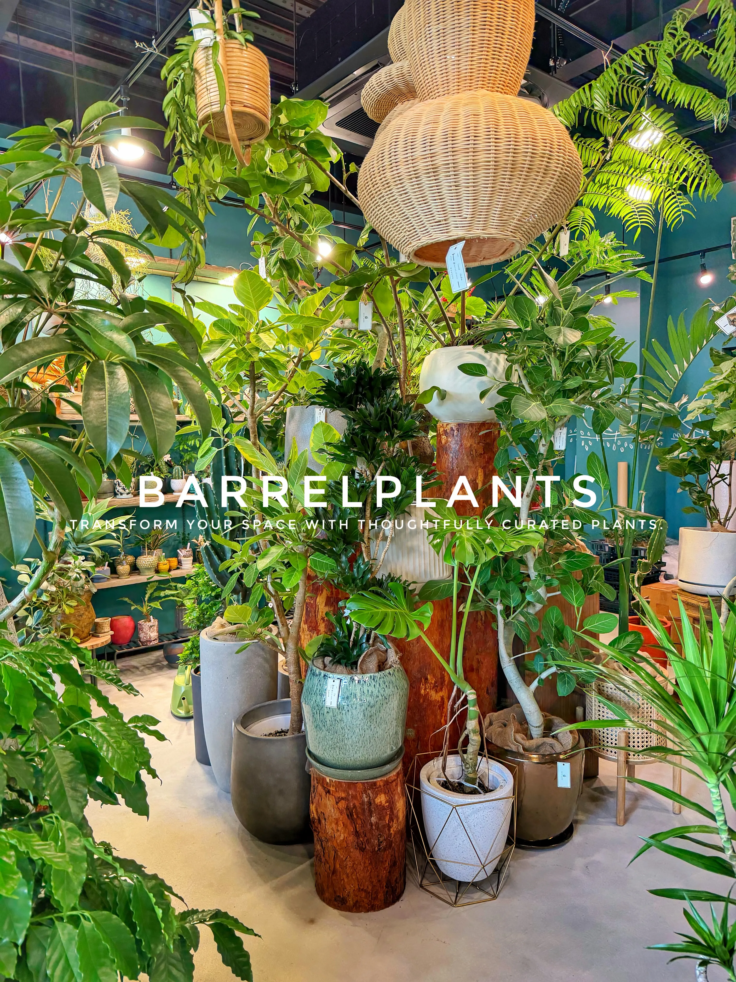 植物が増えすぎて、ちょっとワクワクする店になりました💓