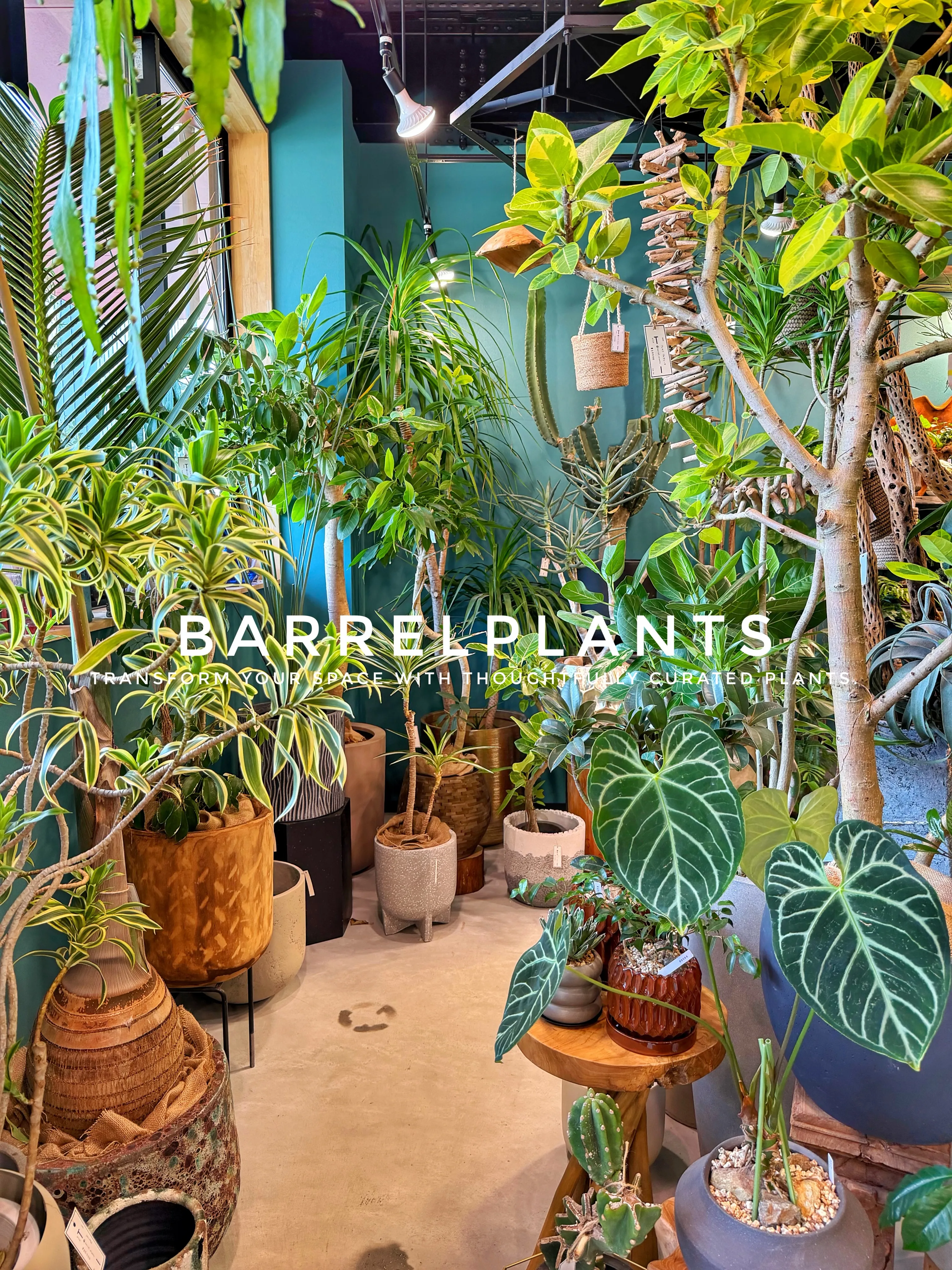 植物が増えすぎて、ちょっとワクワクする店になりました💓