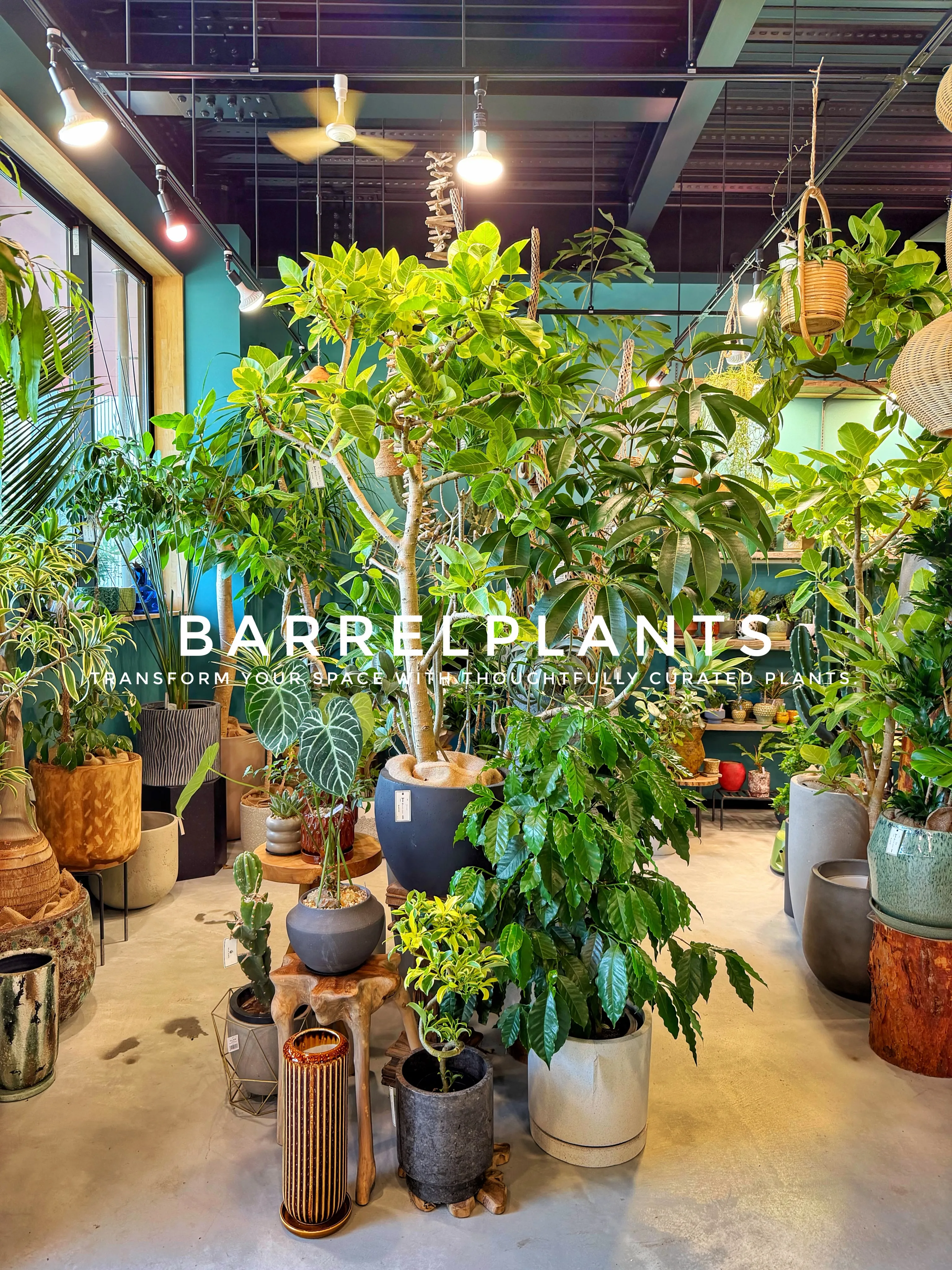 植物が増えすぎて、ちょっとワクワクする店になりました💓