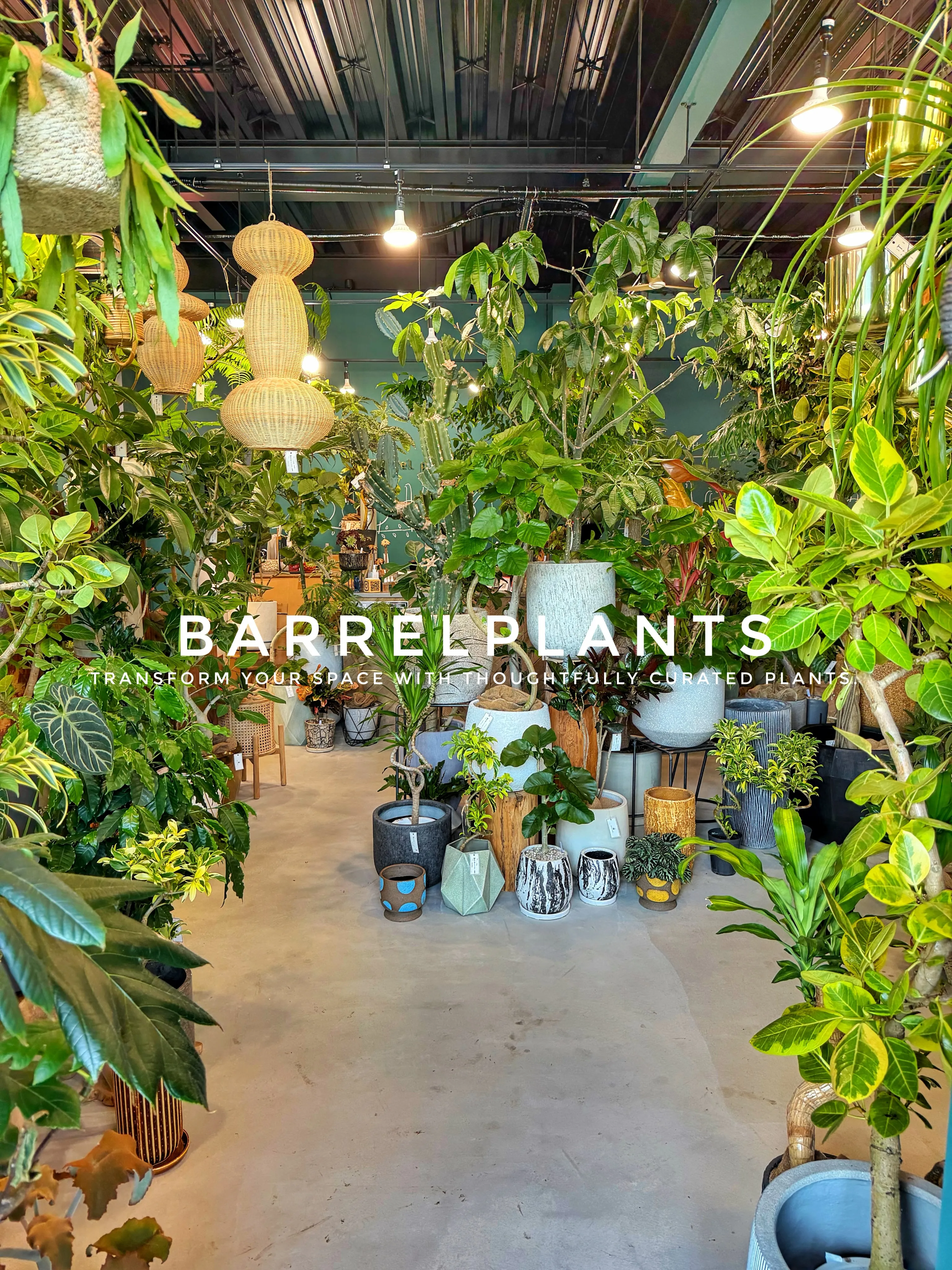 植物が増えすぎて、ちょっとワクワクする店になりました💓