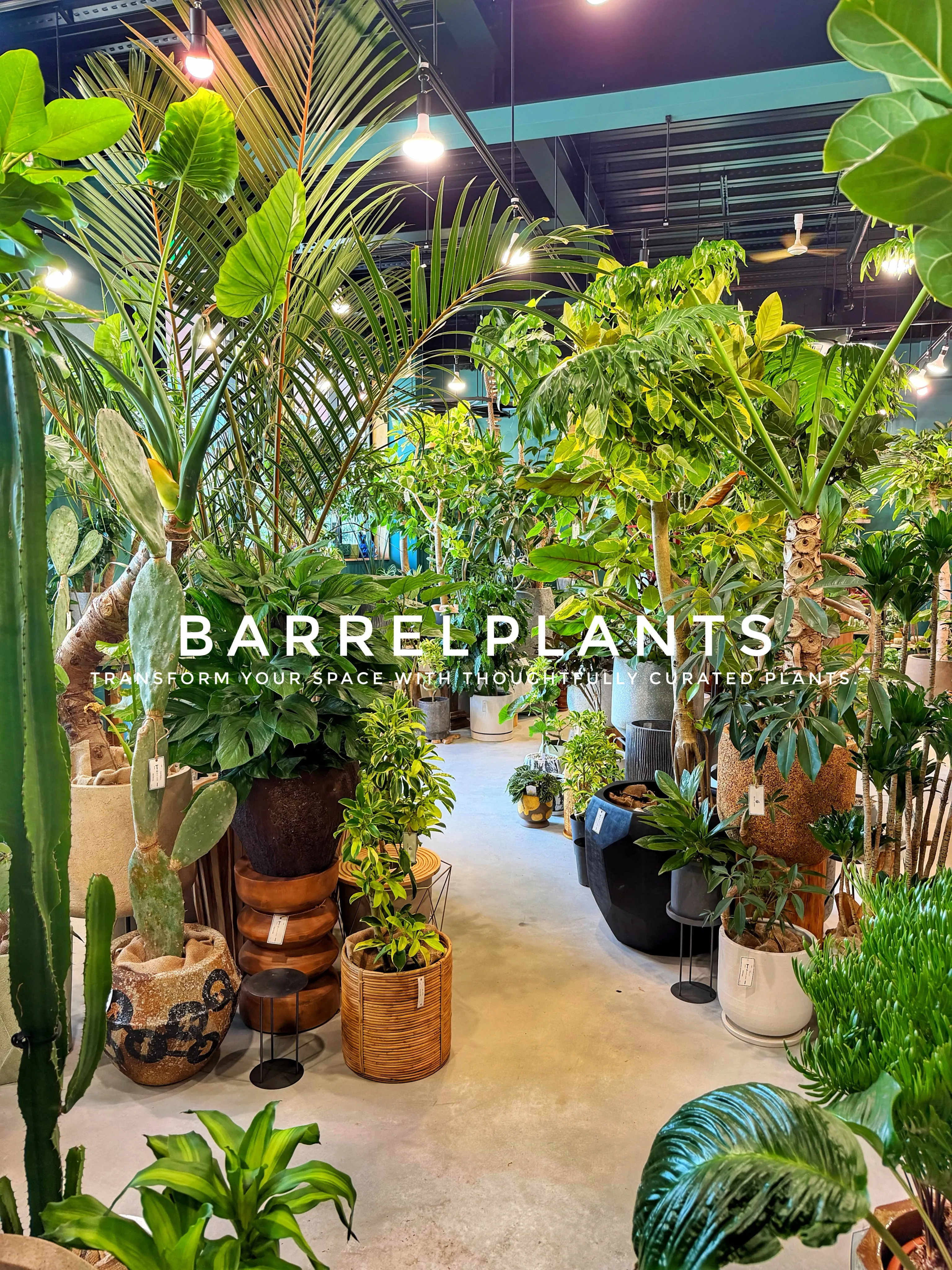 植物が増えすぎて、ちょっとワクワクする店になりました💓