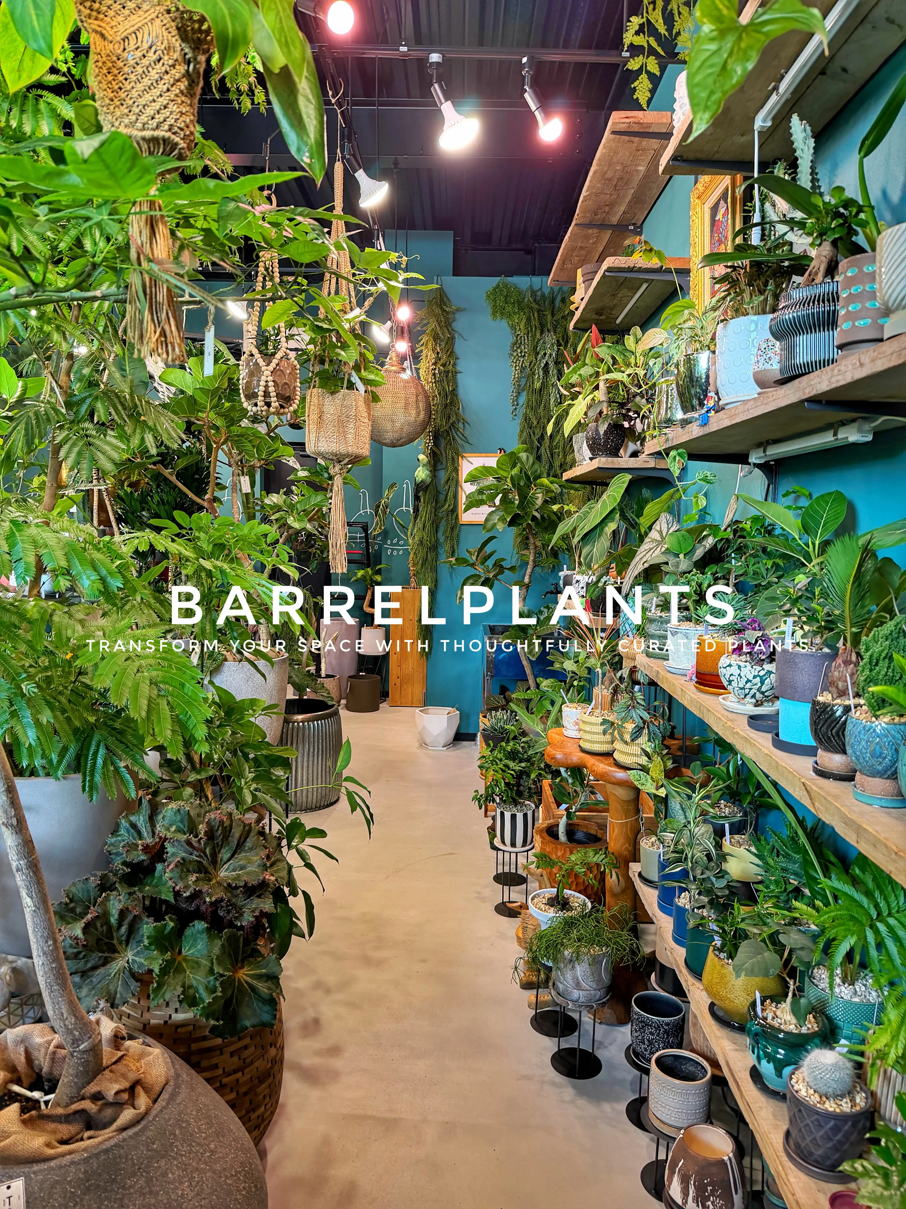 植物が増えすぎて、ちょっとワクワクする店になりました💓