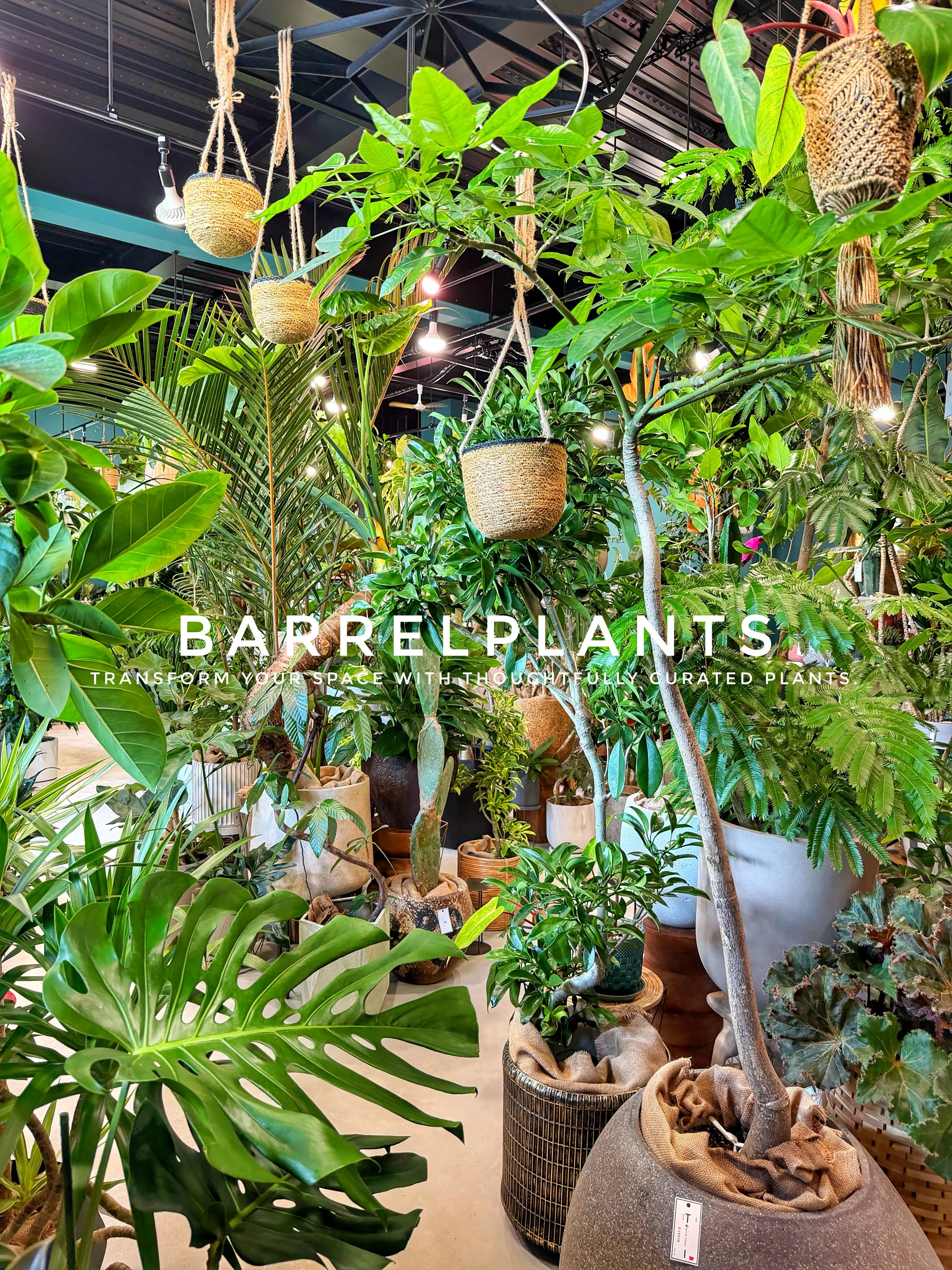 植物が増えすぎて、ちょっとワクワクする店になりました💓