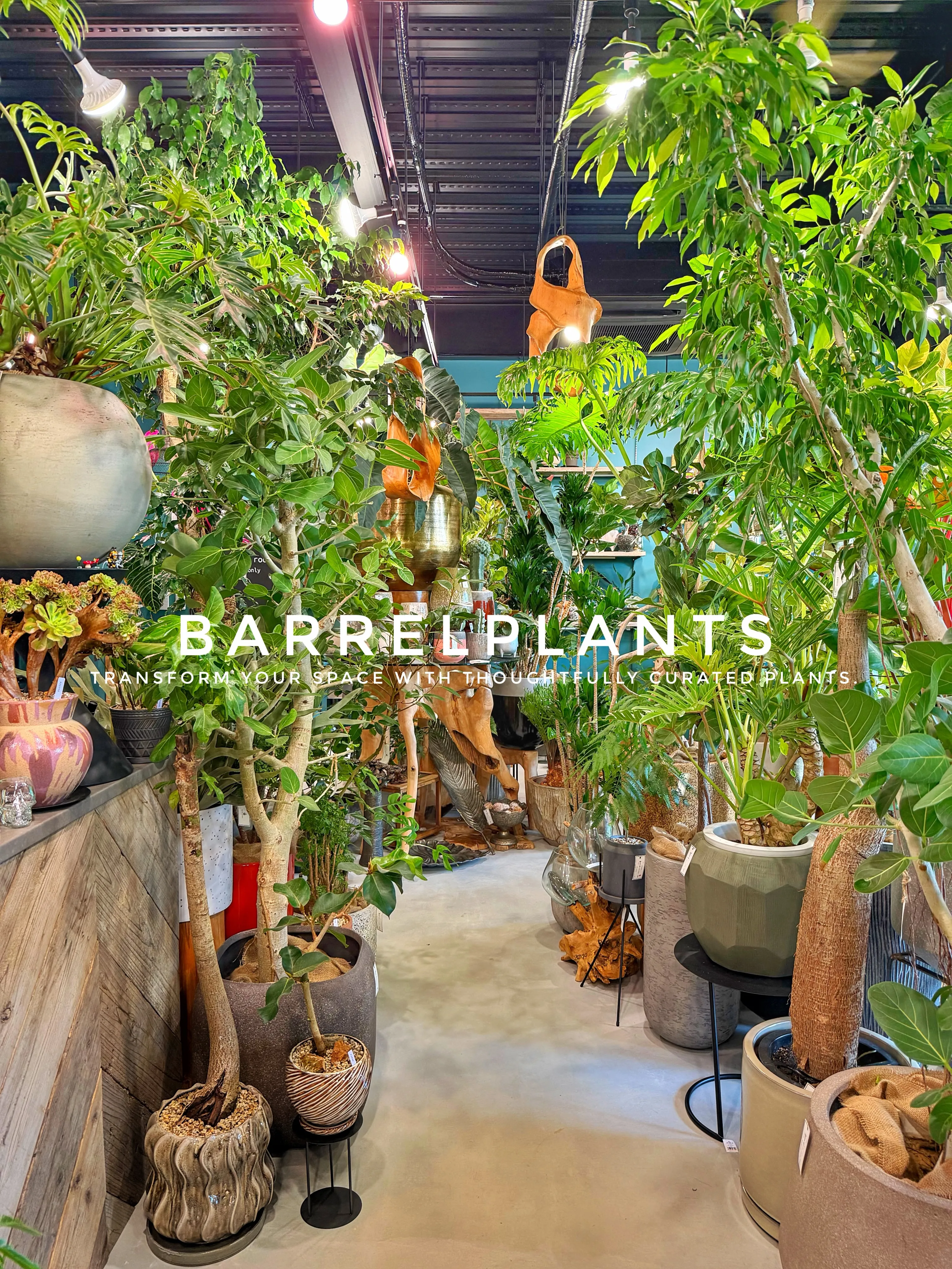 植物が増えすぎて、ちょっとワクワクする店になりました💓