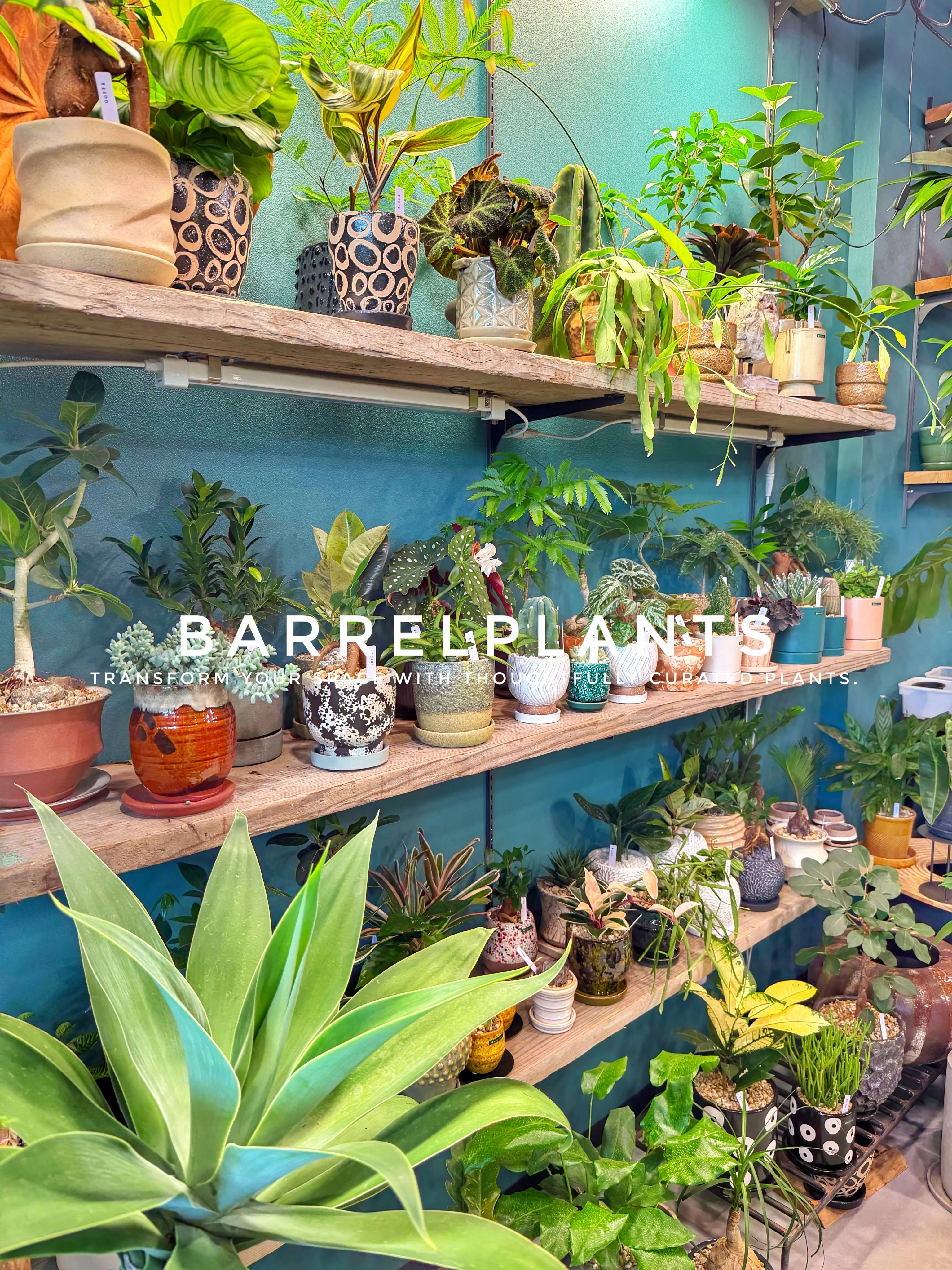 植物が増えすぎて、ちょっとワクワクする店になりました💓