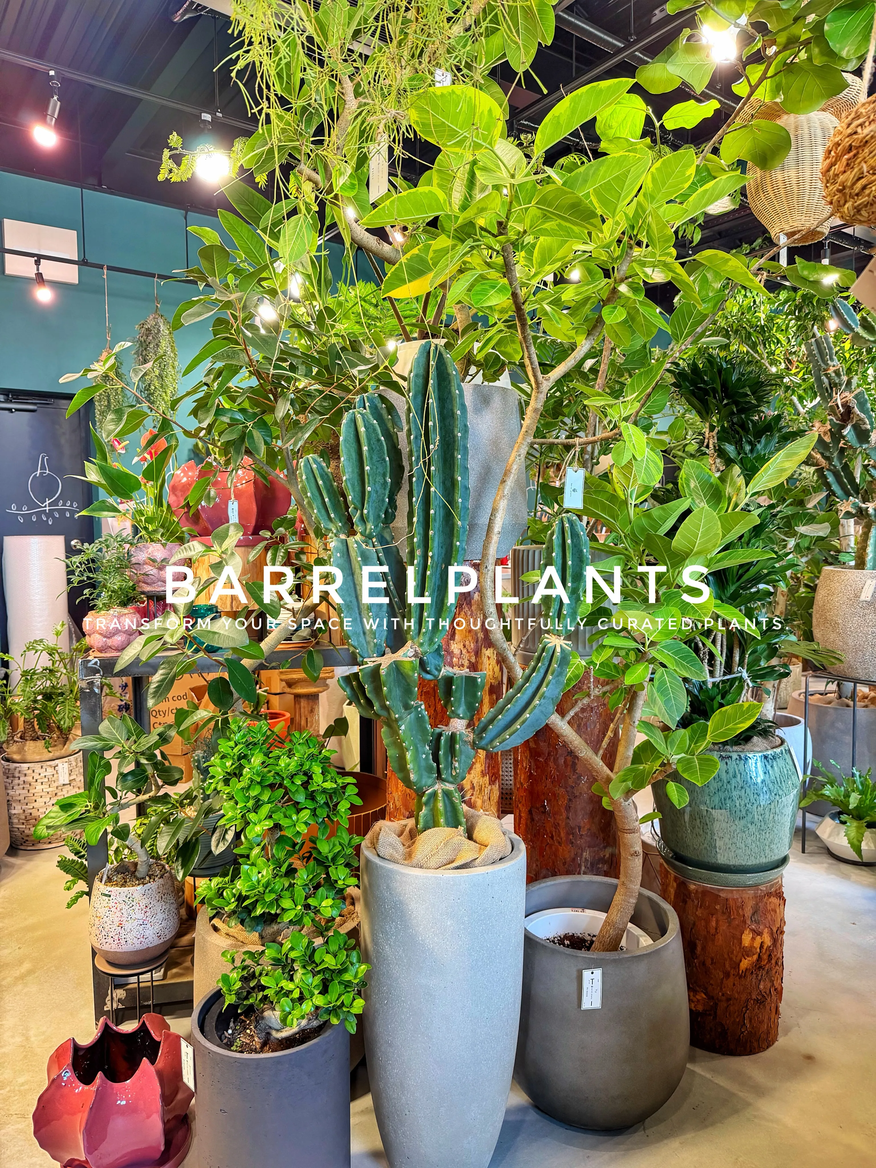 植物が増えすぎて、ちょっとワクワクする店になりました💓