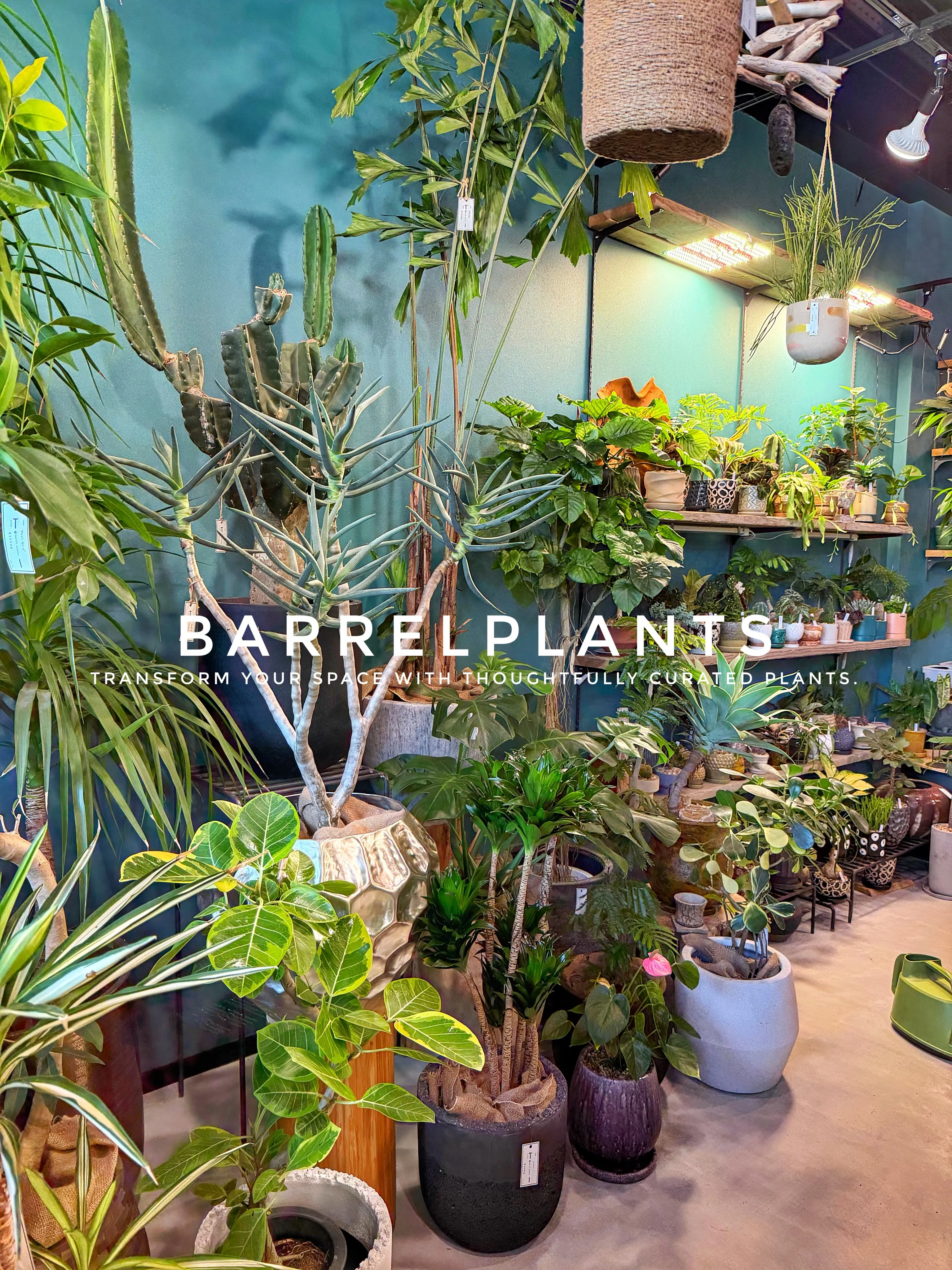 植物が増えすぎて、ちょっとワクワクする店になりました💓