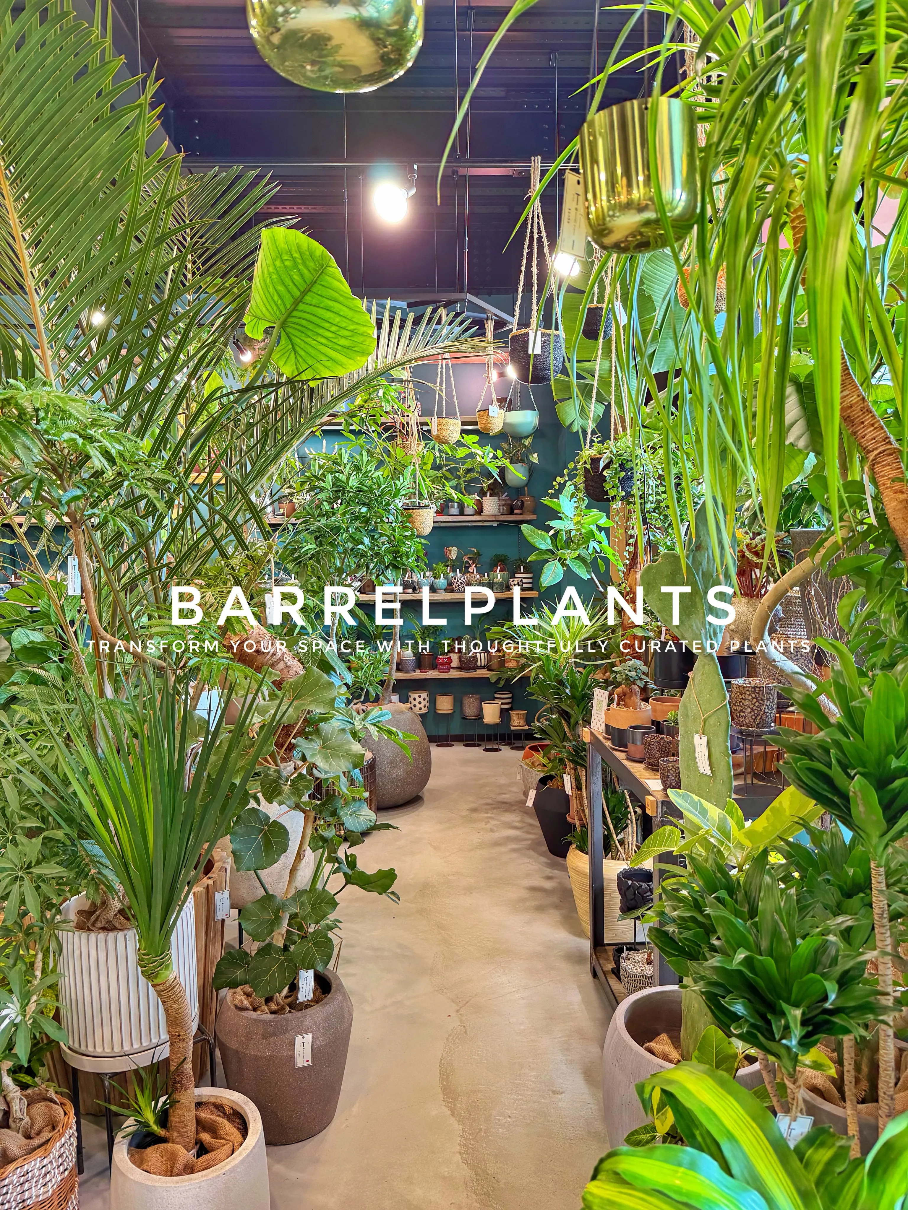 植物が増えすぎて、ちょっとワクワクする店になりました💓