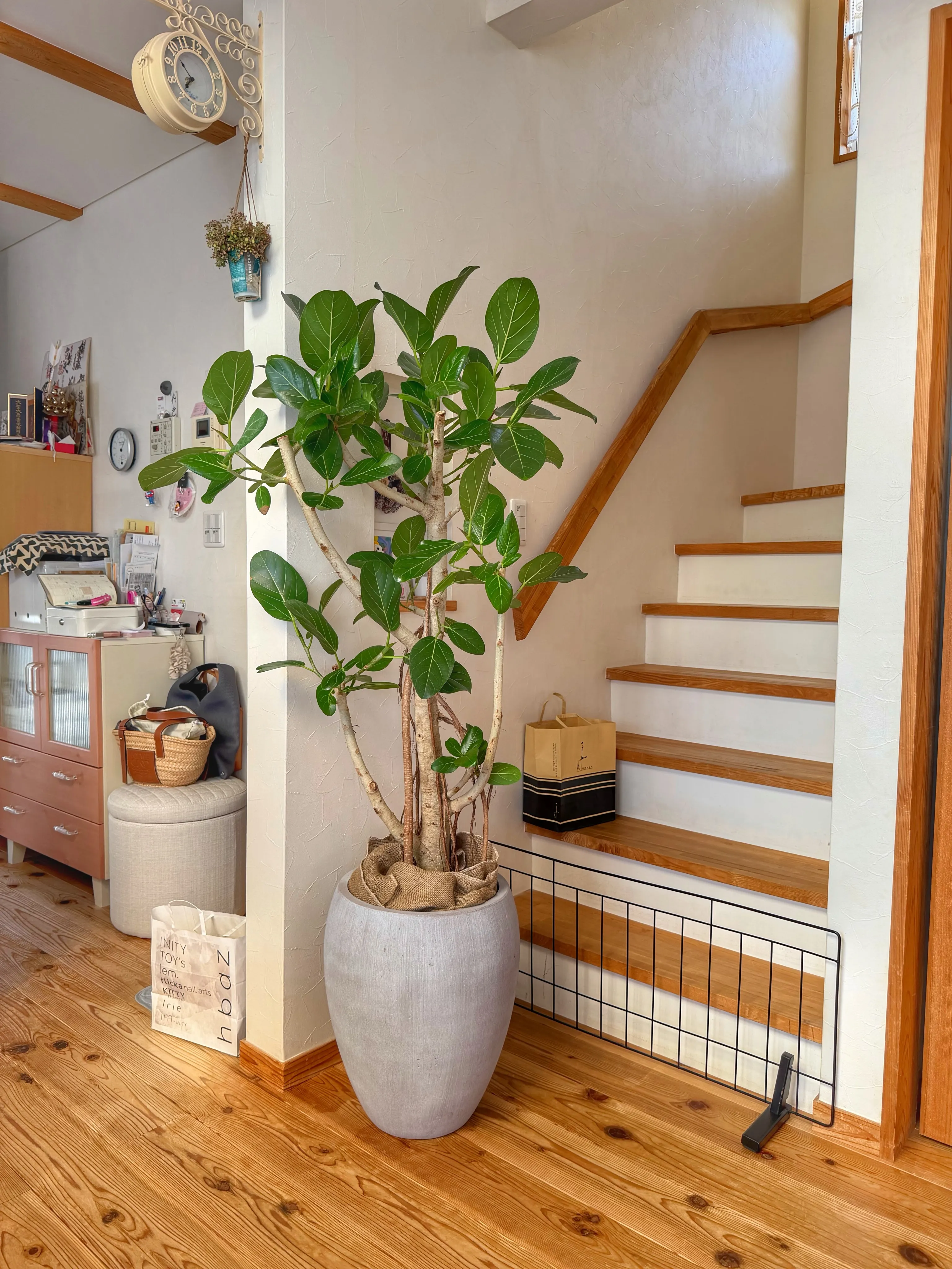 植物ひとつで、空間はもっと完成する。