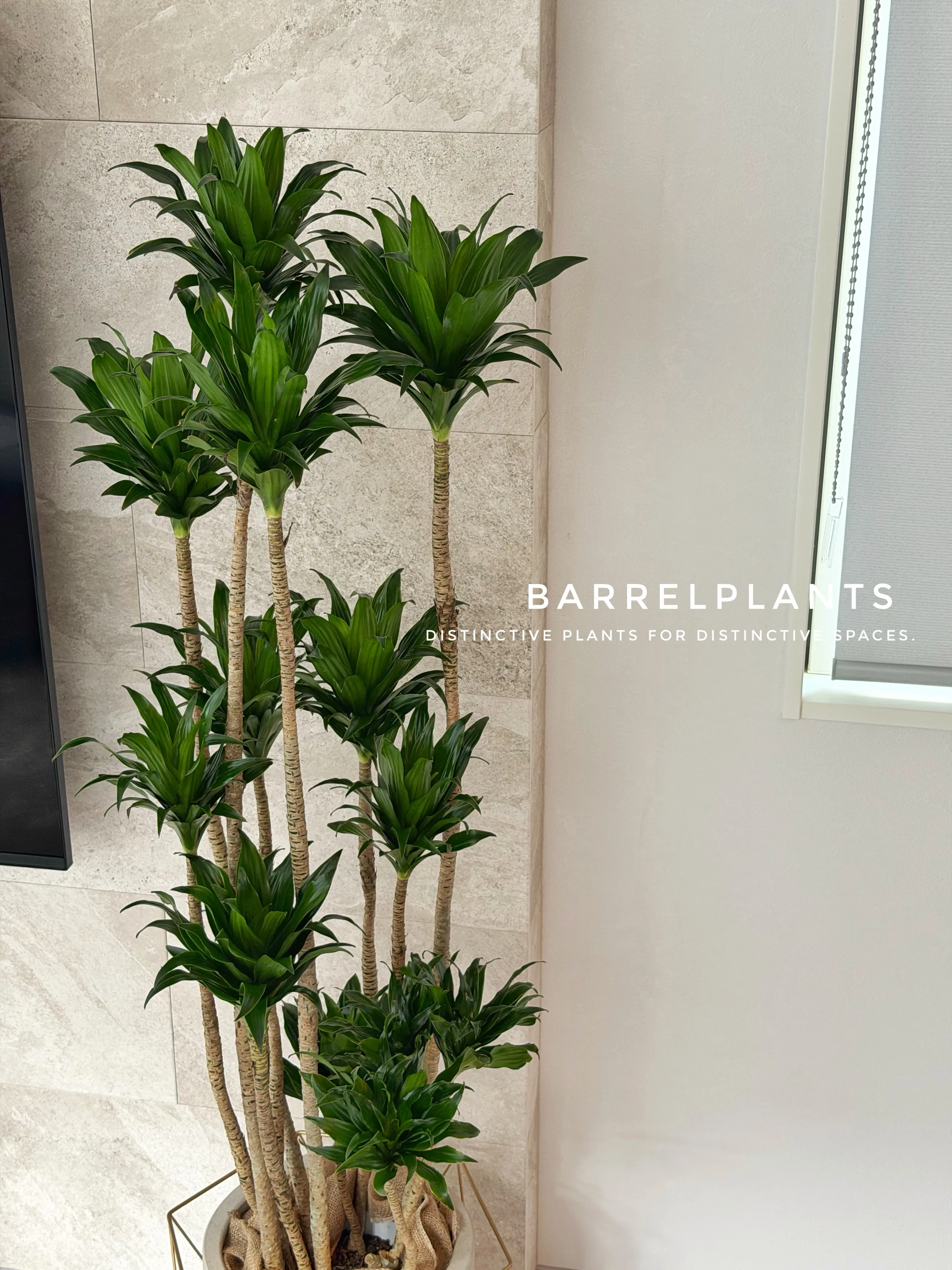 植物ひとつで、空間はもっと完成する。