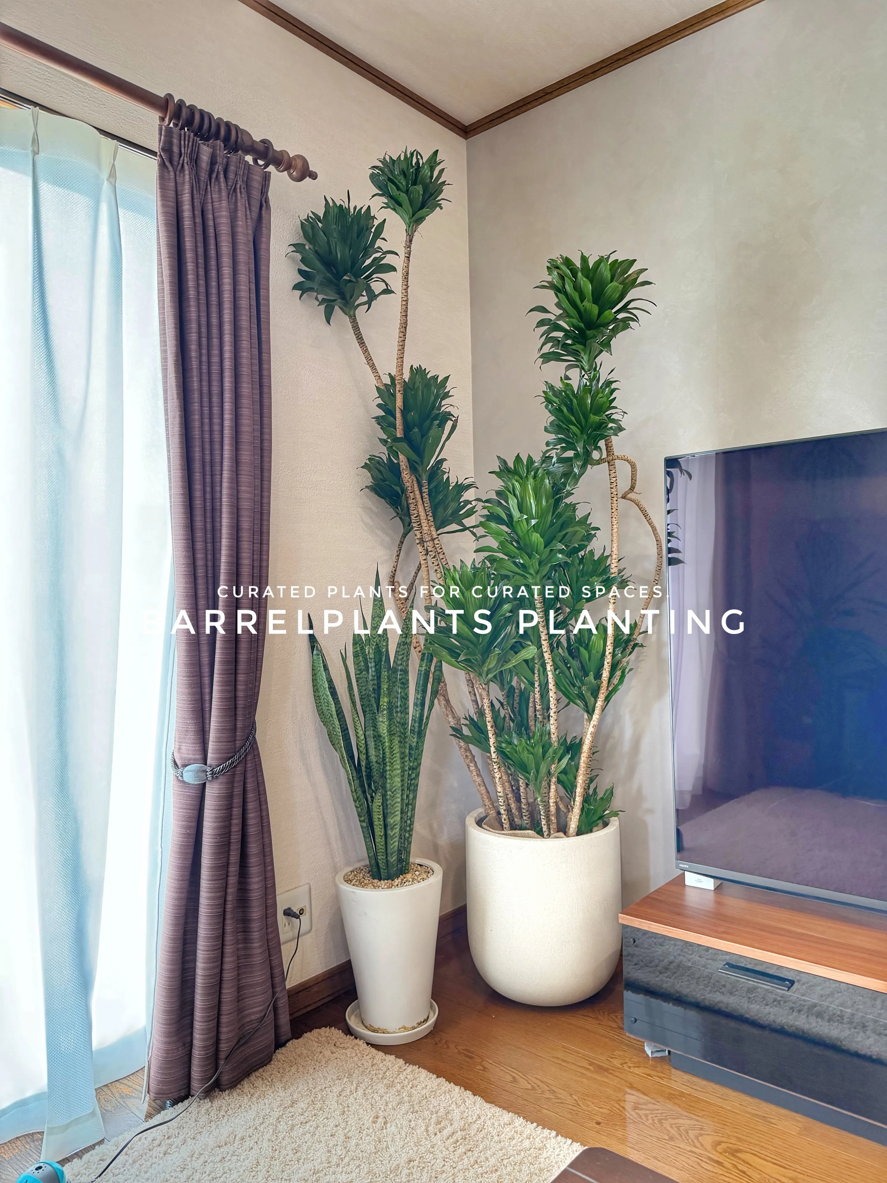 植物が、その家の景色になる。