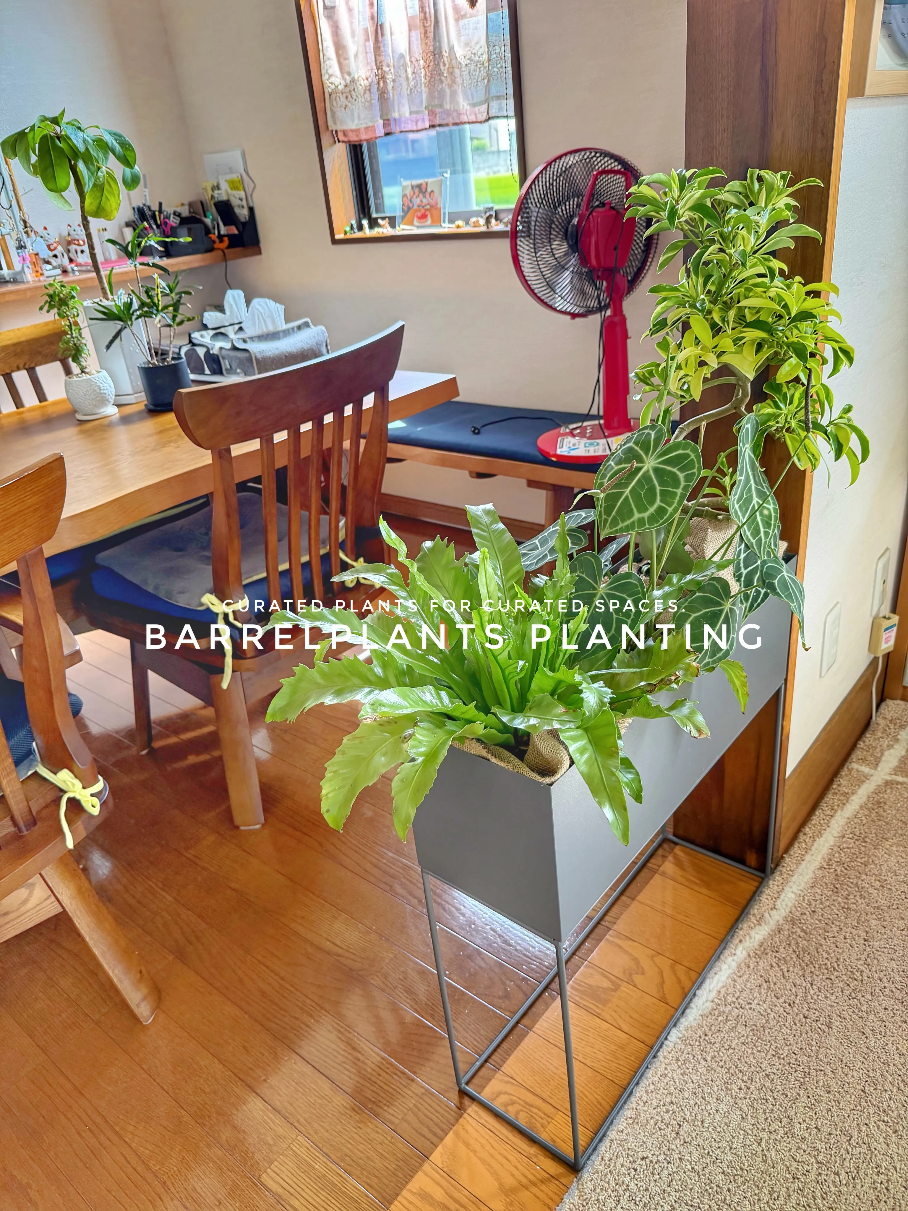 植物が、その家の景色になる。
