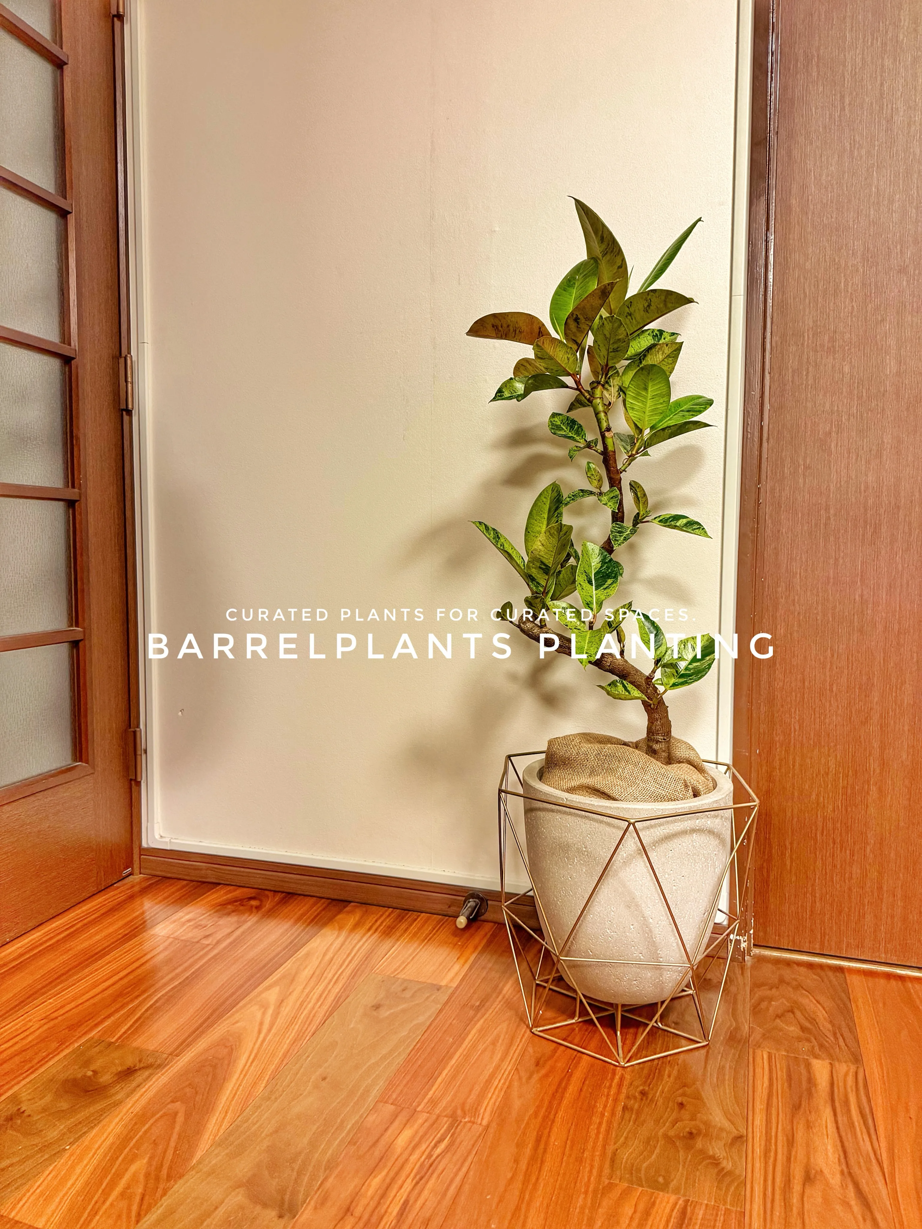 植物が、その家の景色になる。