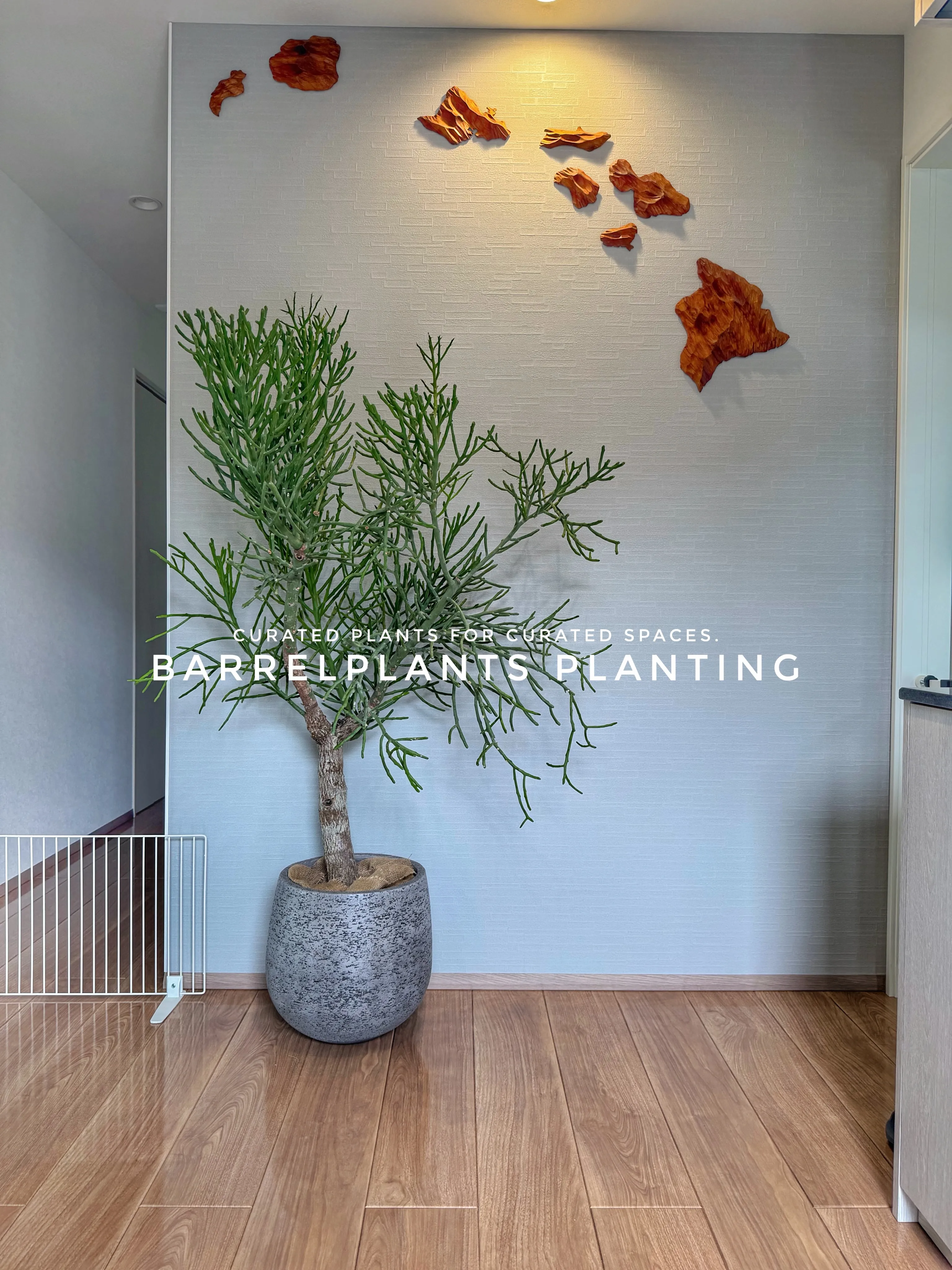 植物が、その家の景色になる。
