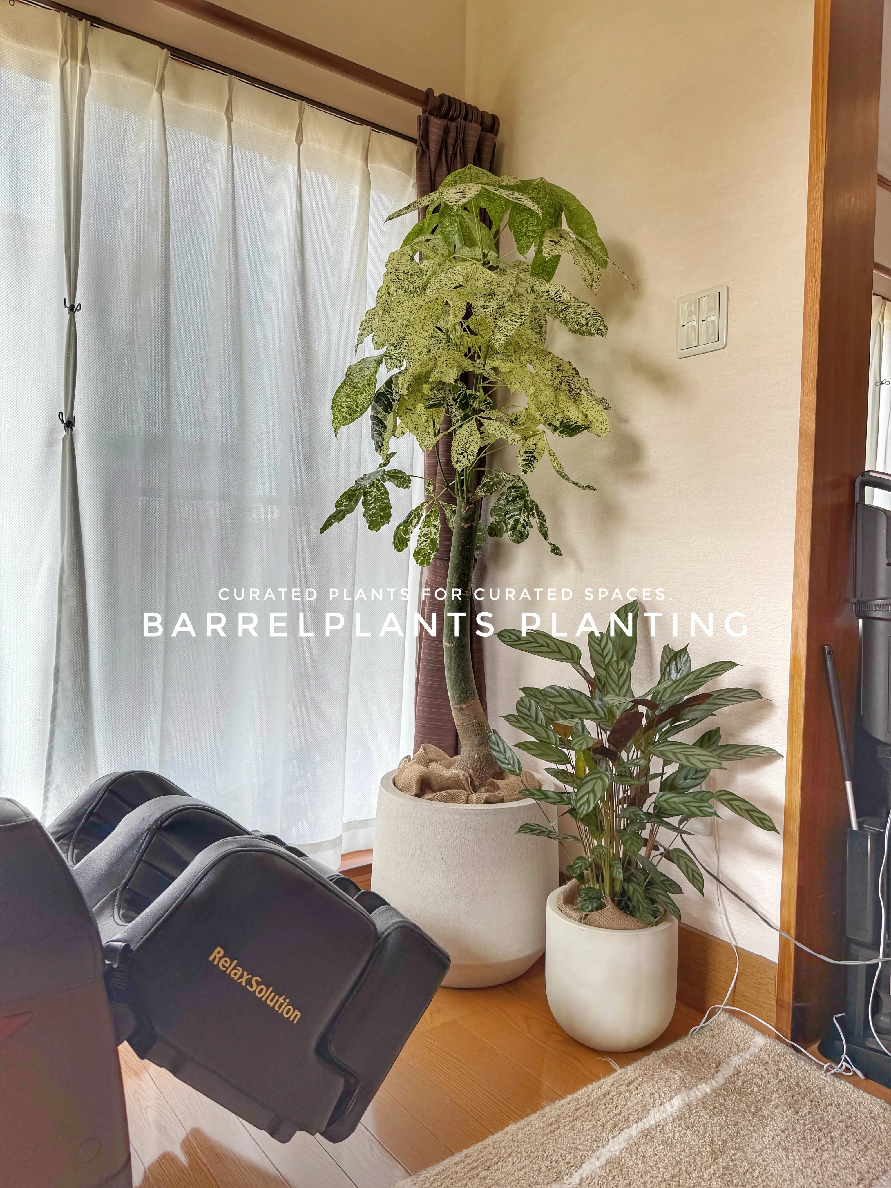 植物が、その家の景色になる。