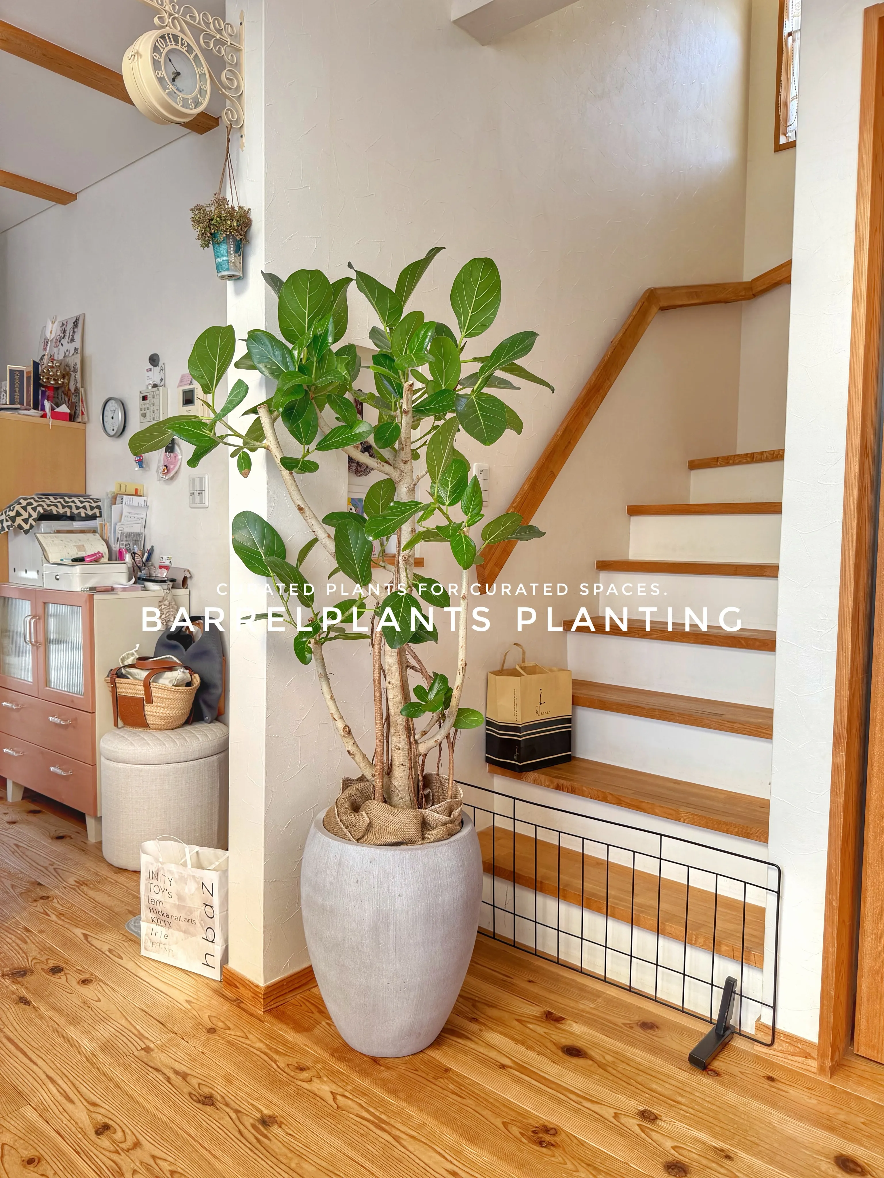 植物が、その家の景色になる。