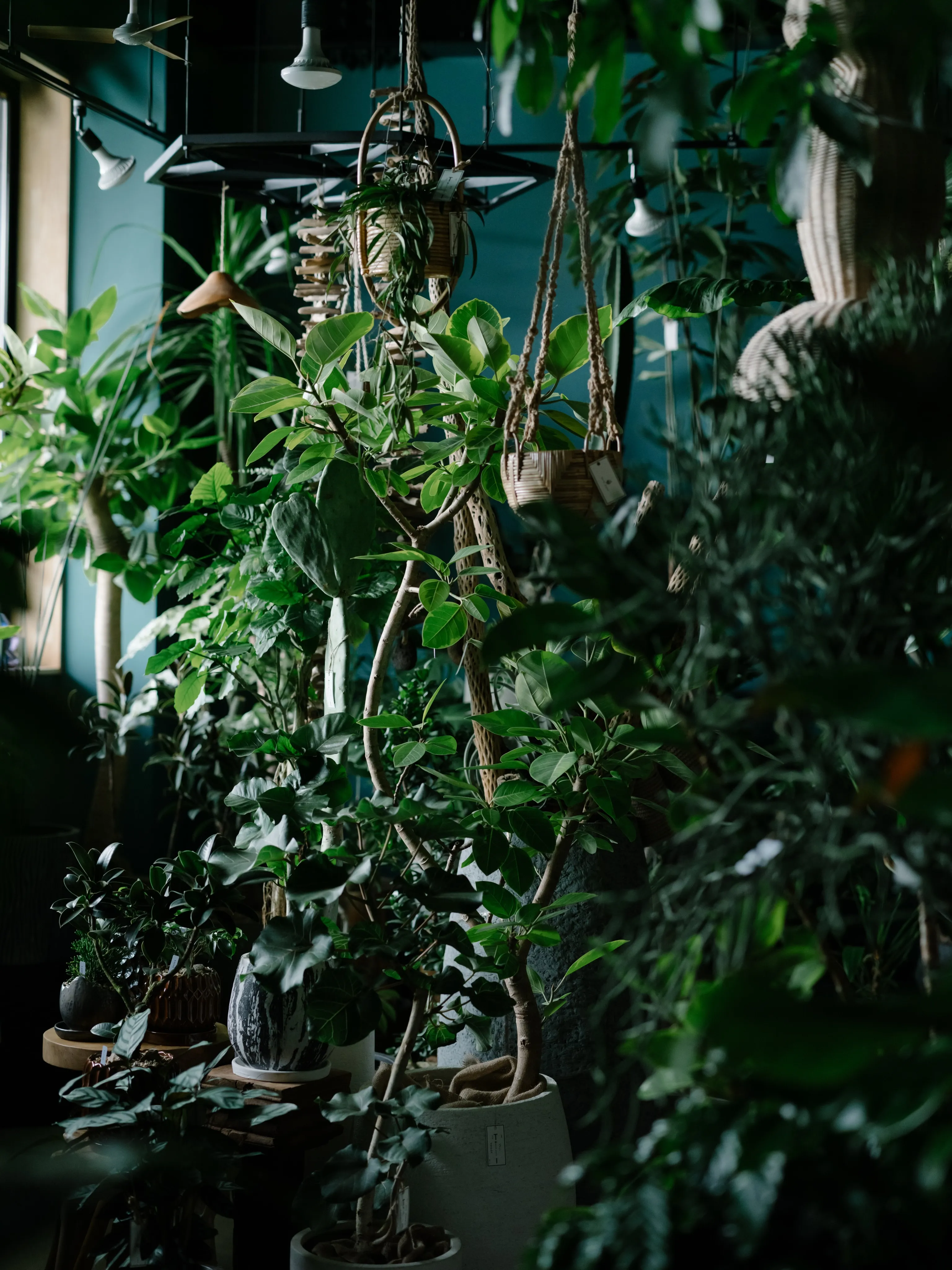植物と暮らす。