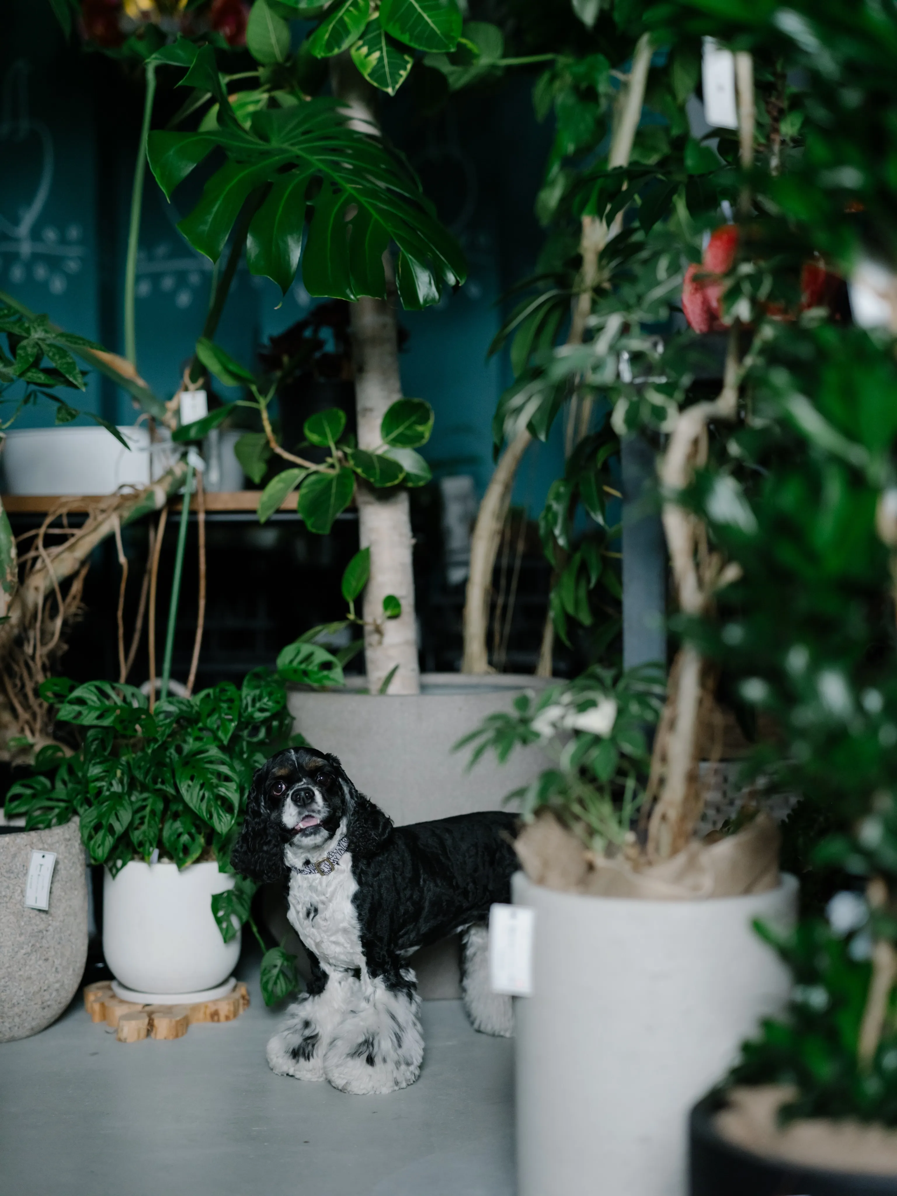 植物と暮らす。