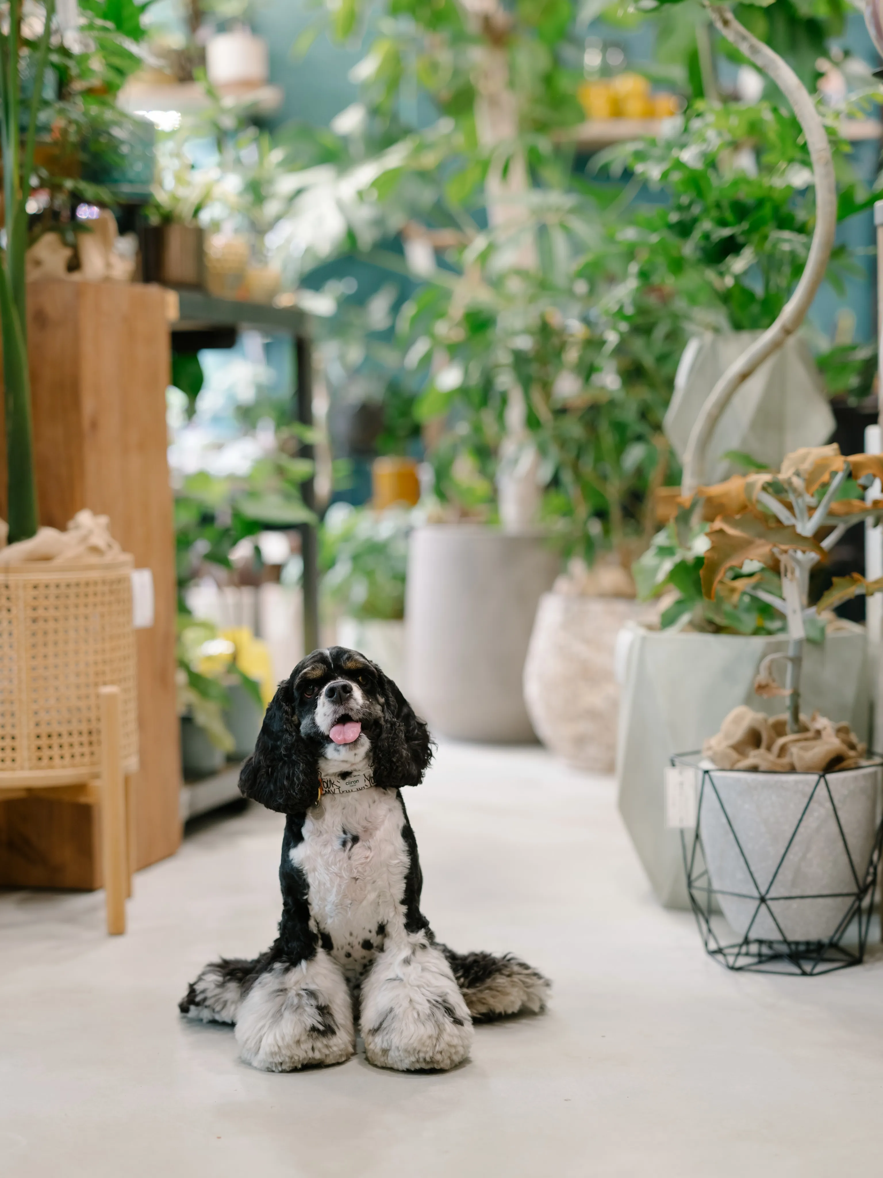 植物と暮らす。