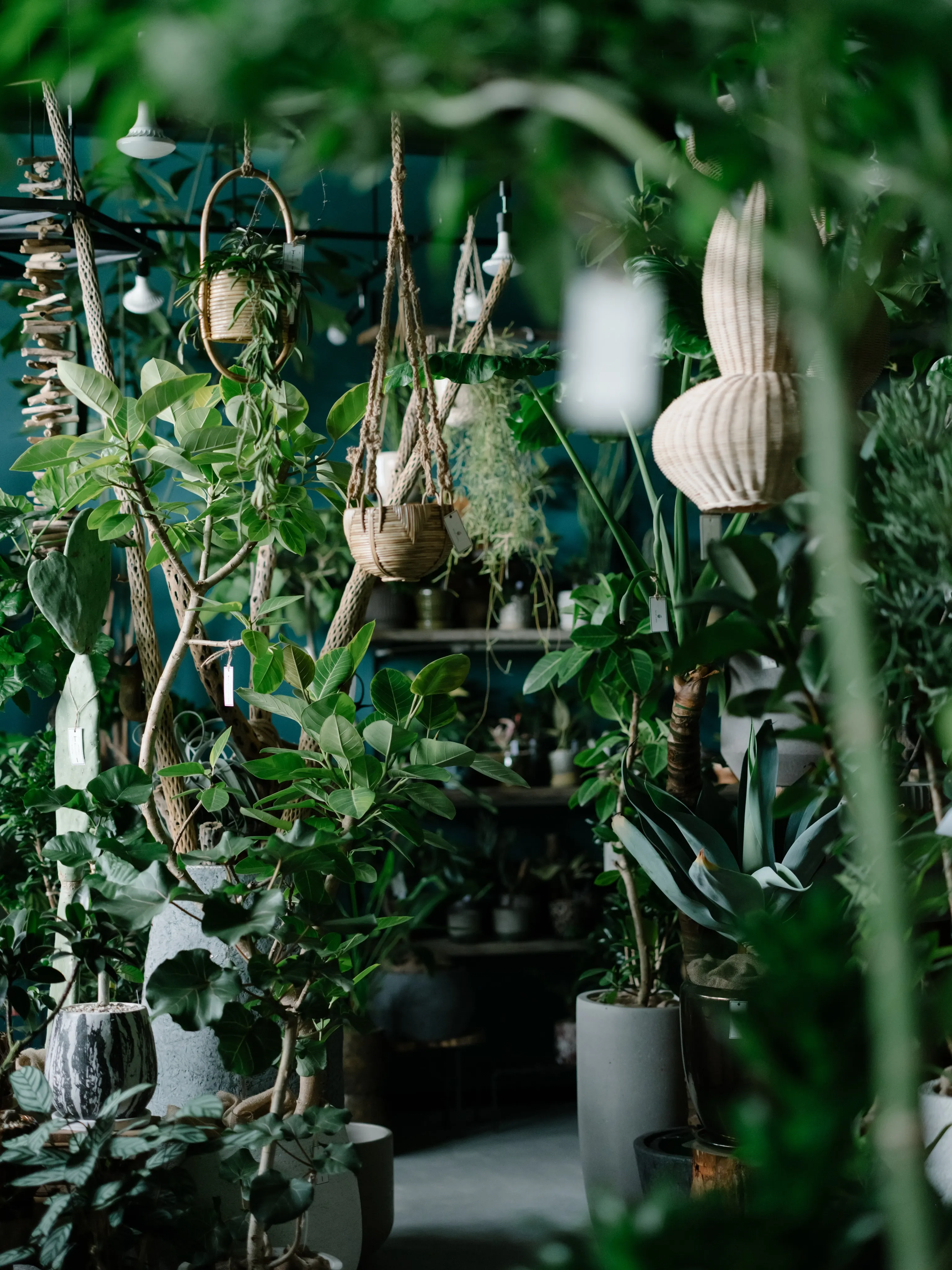植物と暮らす。