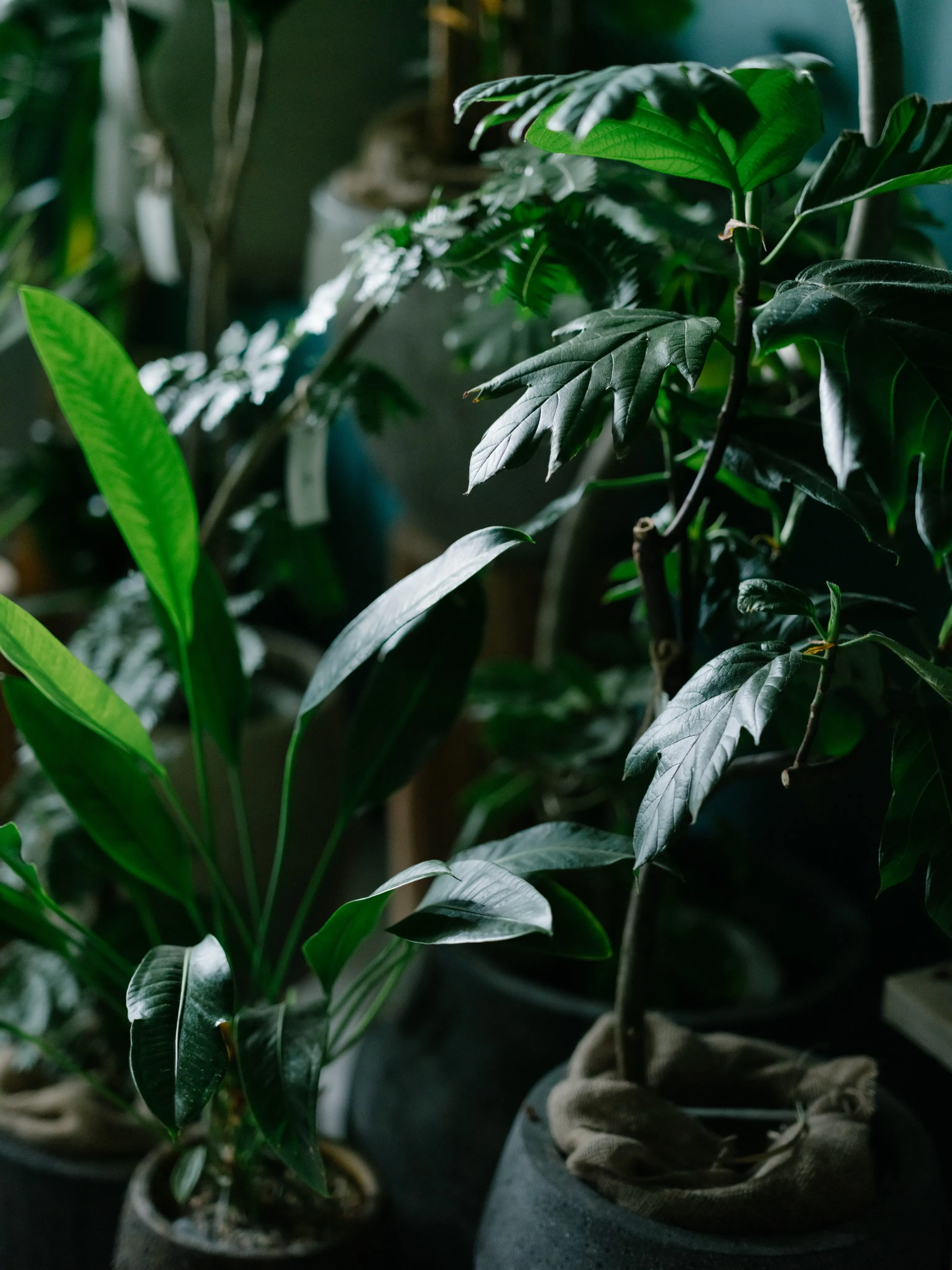 植物と暮らす。