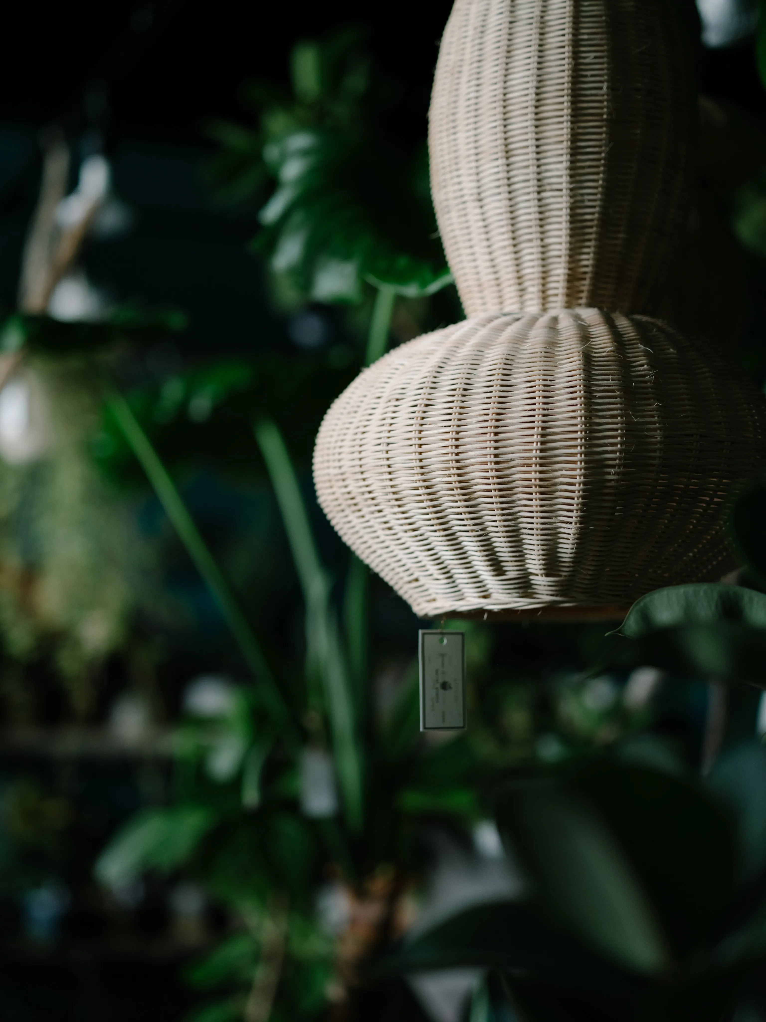 植物と暮らす。