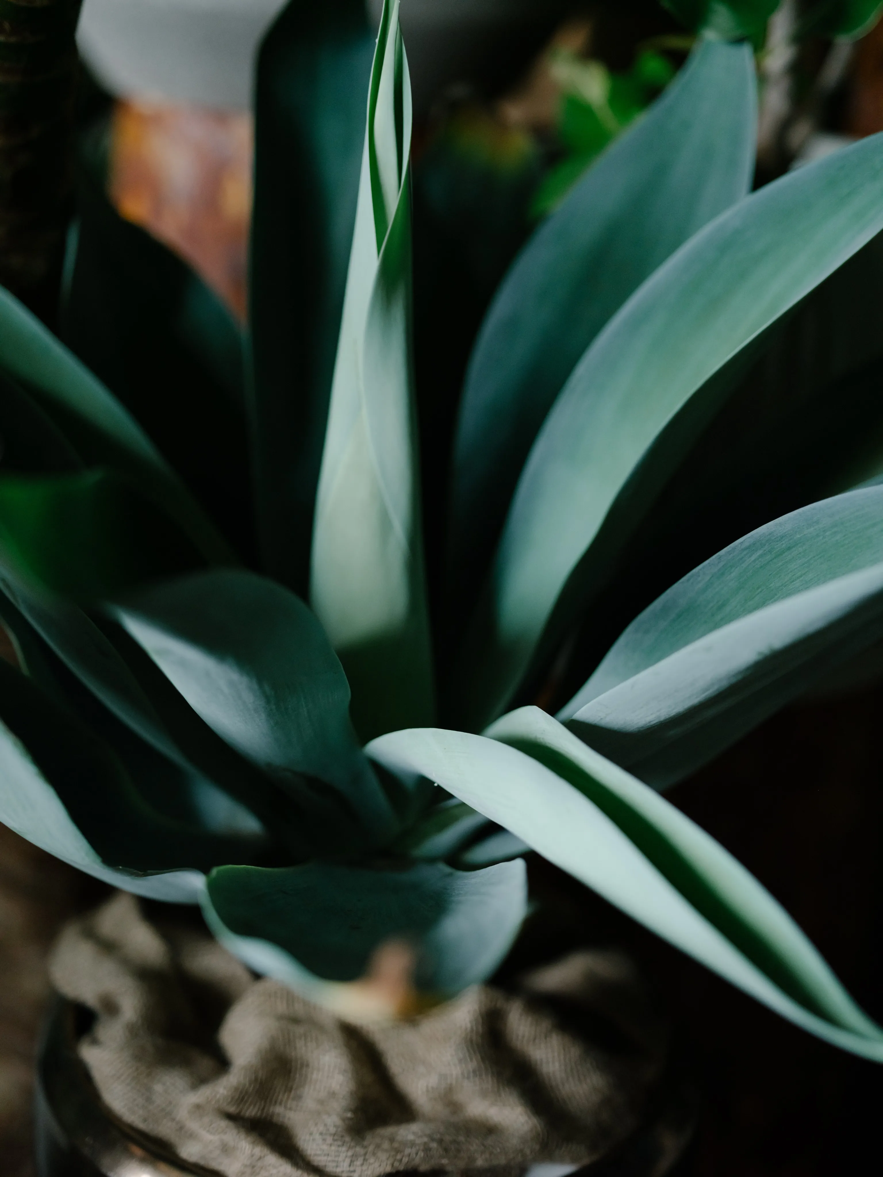 植物と暮らす。