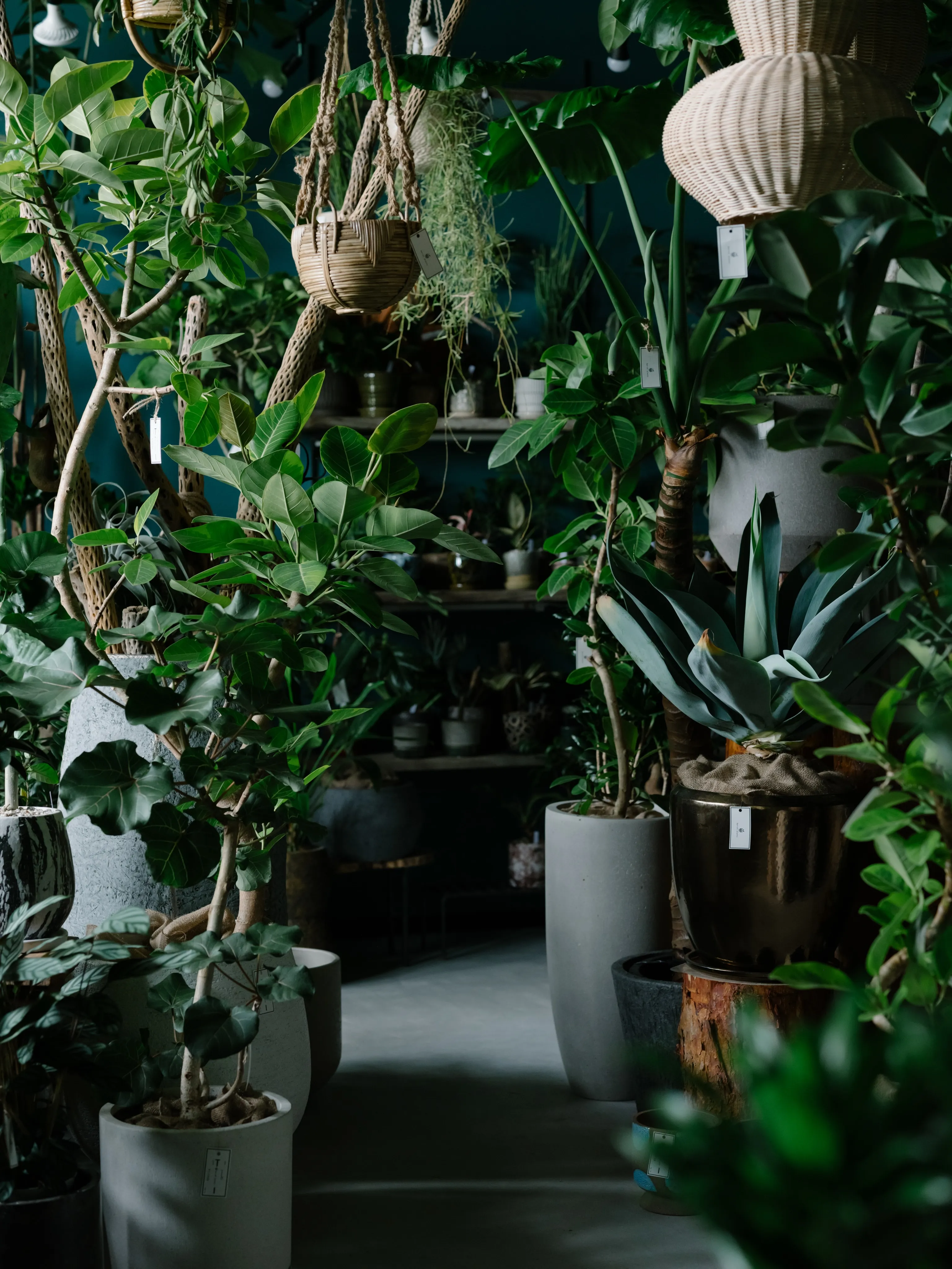 植物と暮らす。