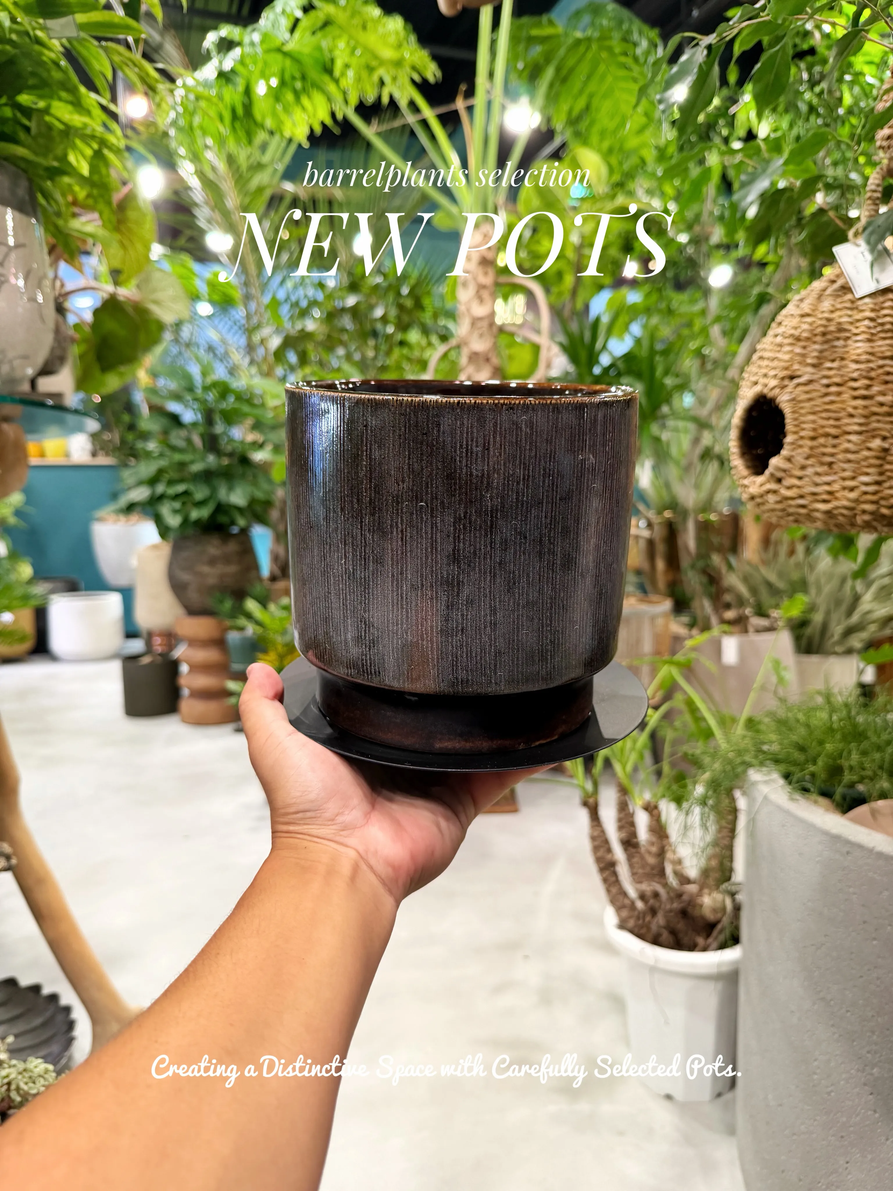 植物を選ぶように、鉢を選ぶ。