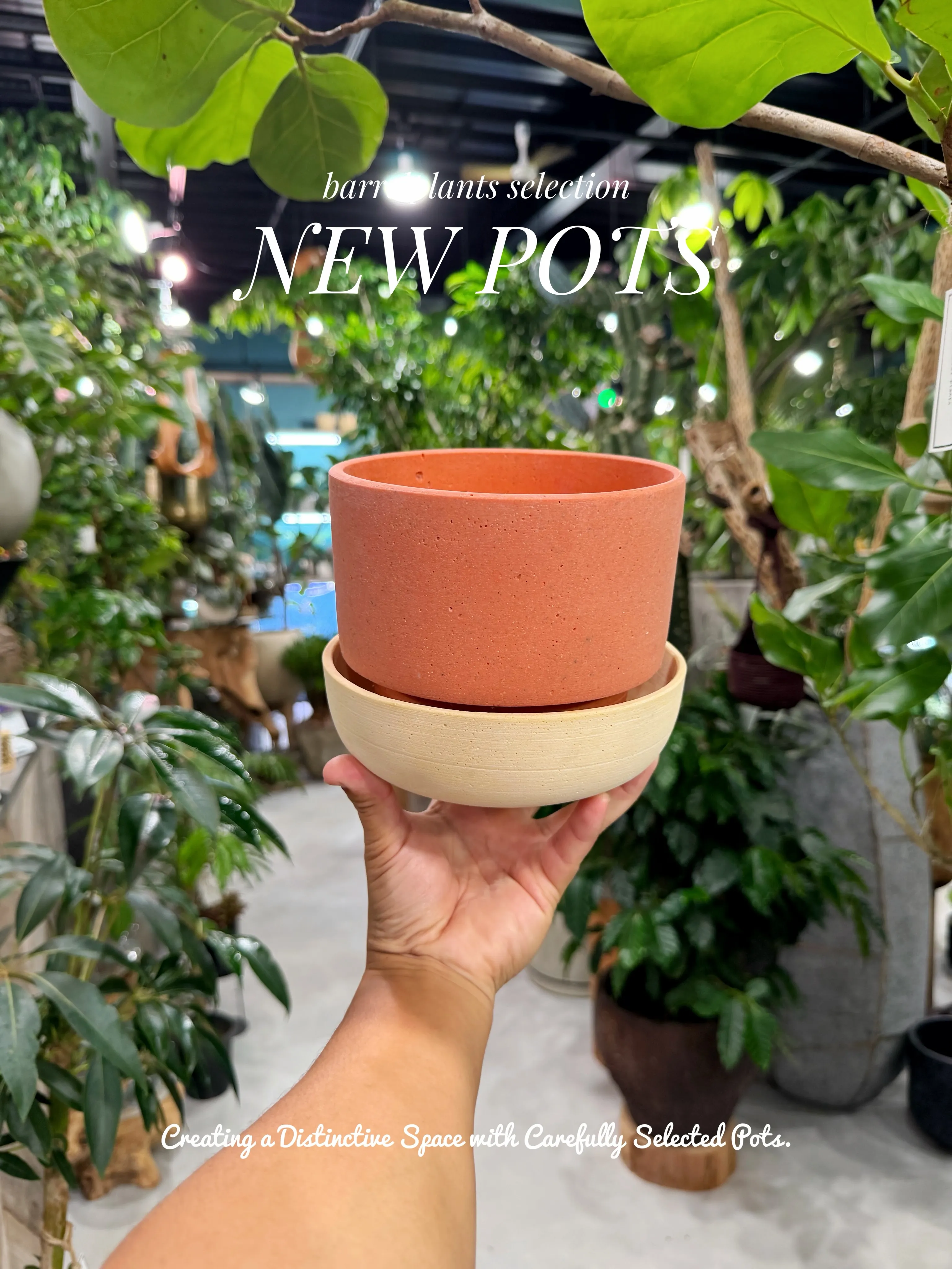 植物を選ぶように、鉢を選ぶ。