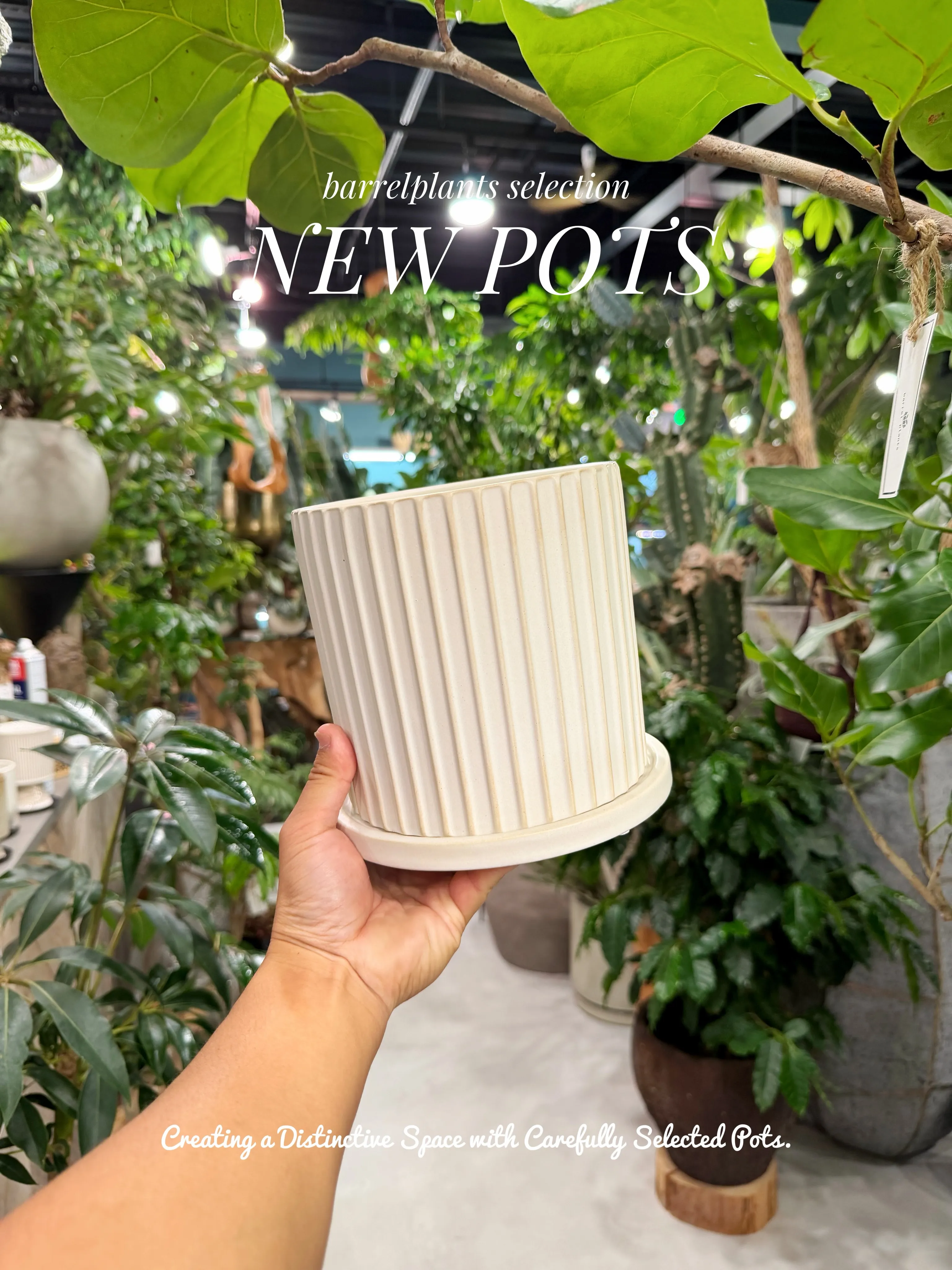 植物を選ぶように、鉢を選ぶ。