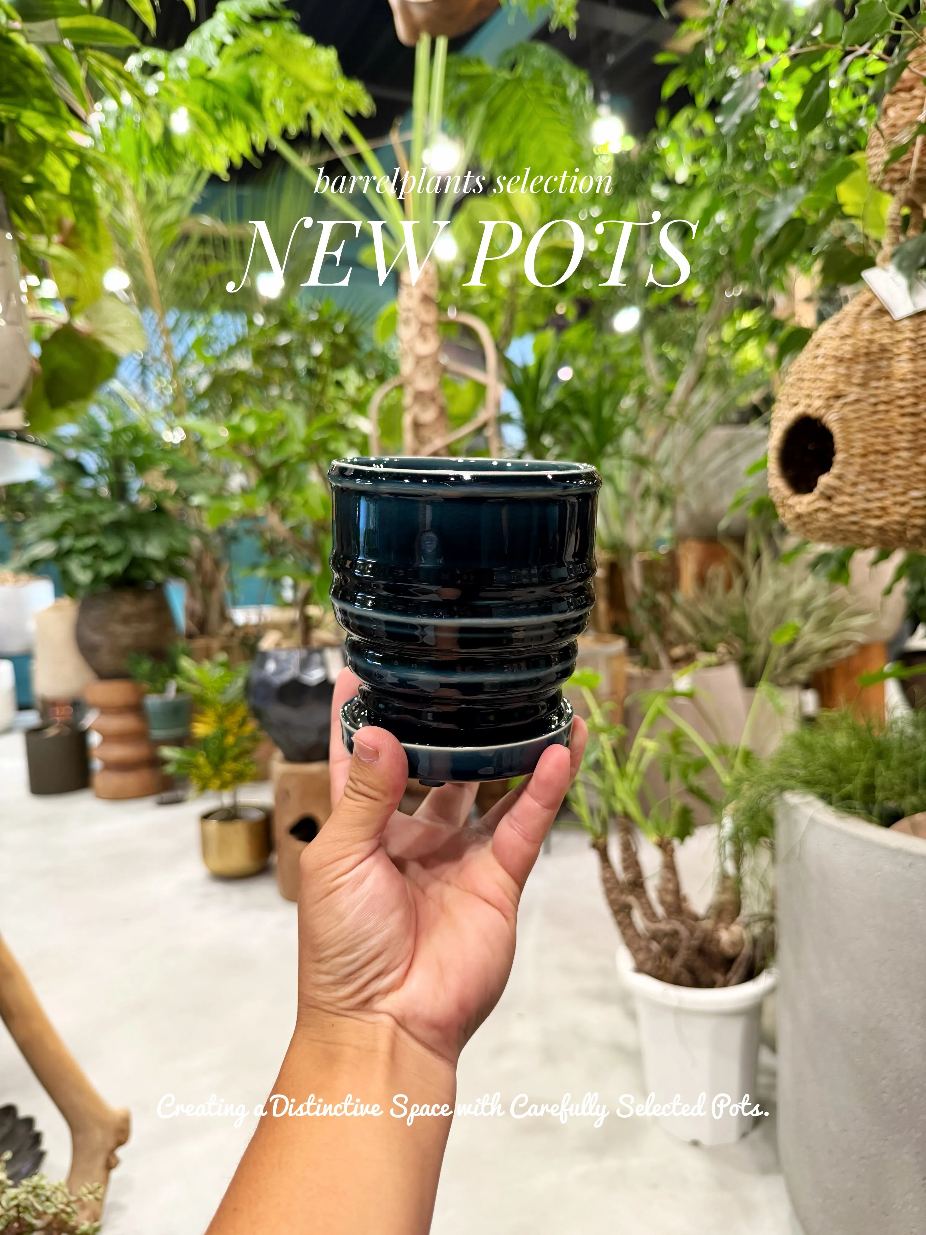 植物を選ぶように、鉢を選ぶ。