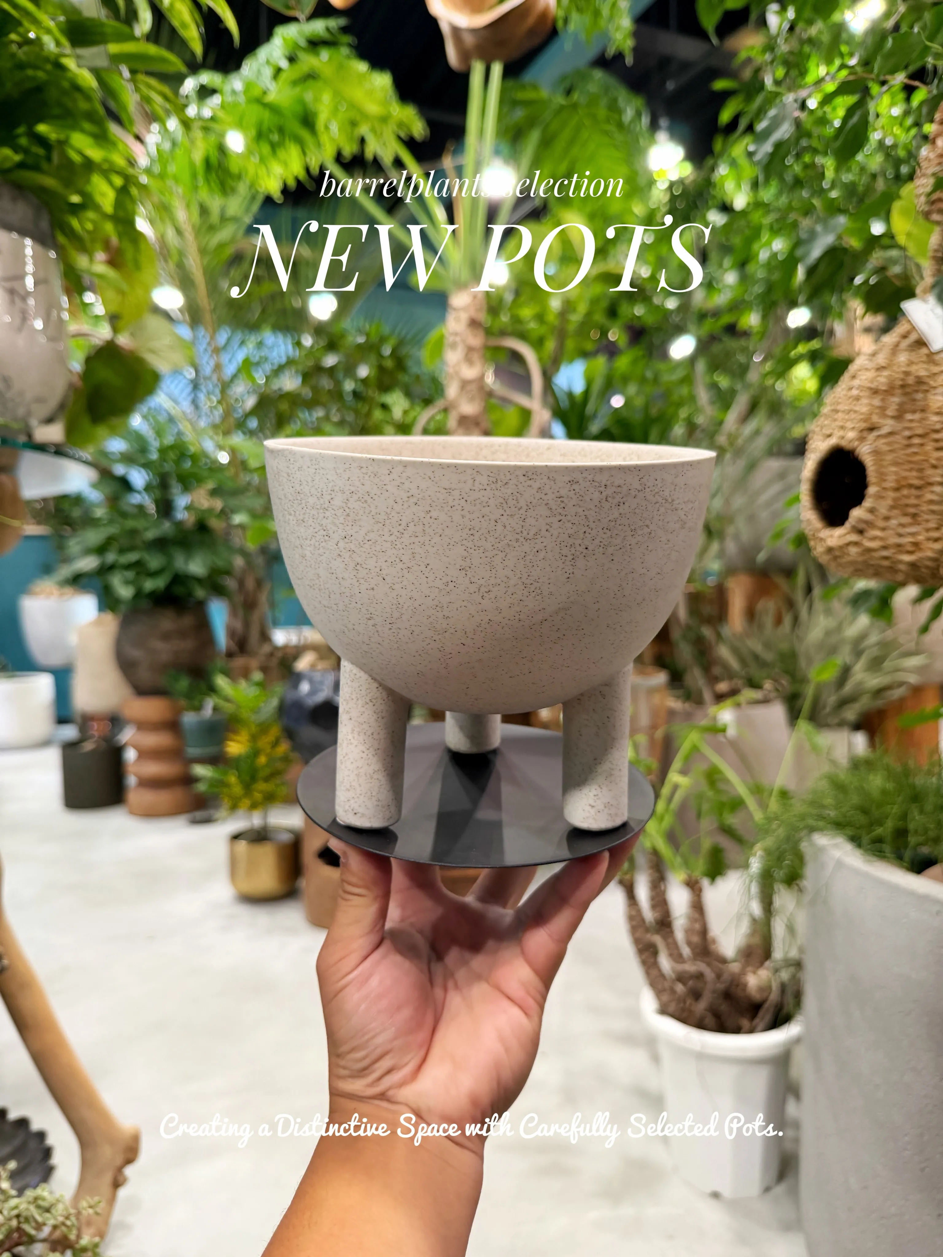 植物を選ぶように、鉢を選ぶ。
