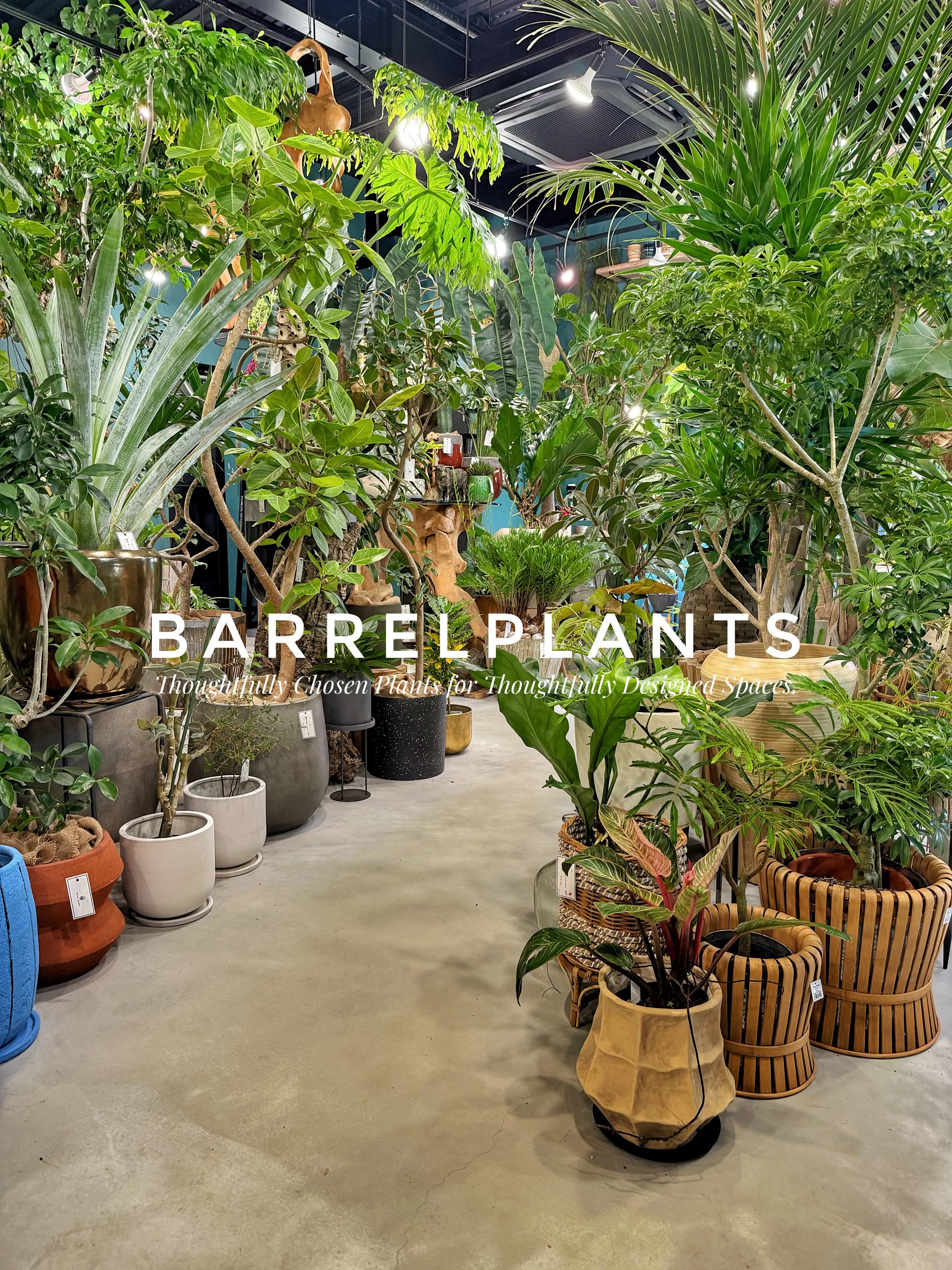 植物屋なのに、帰りたくなくなる。