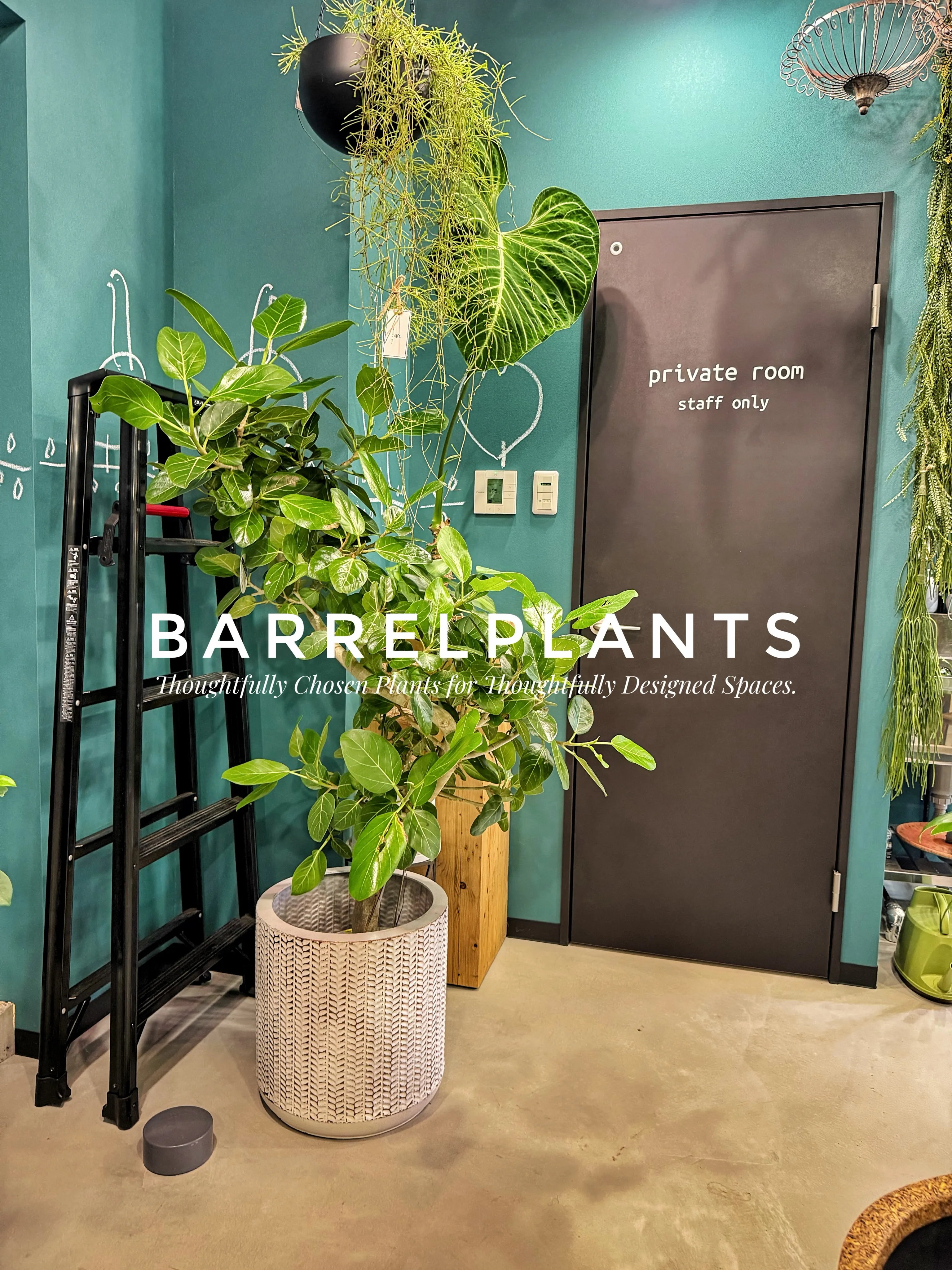 植物屋なのに、帰りたくなくなる。