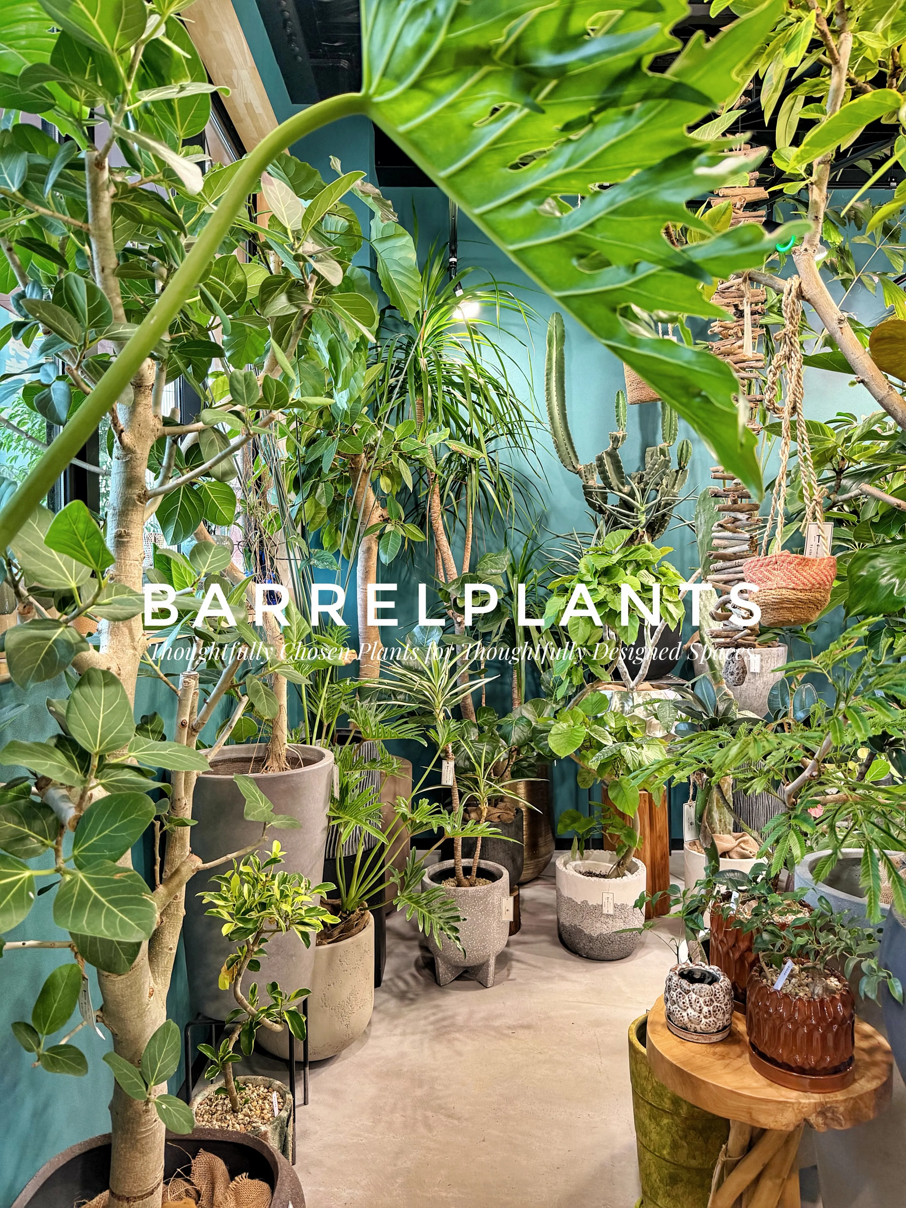 植物屋なのに、帰りたくなくなる。