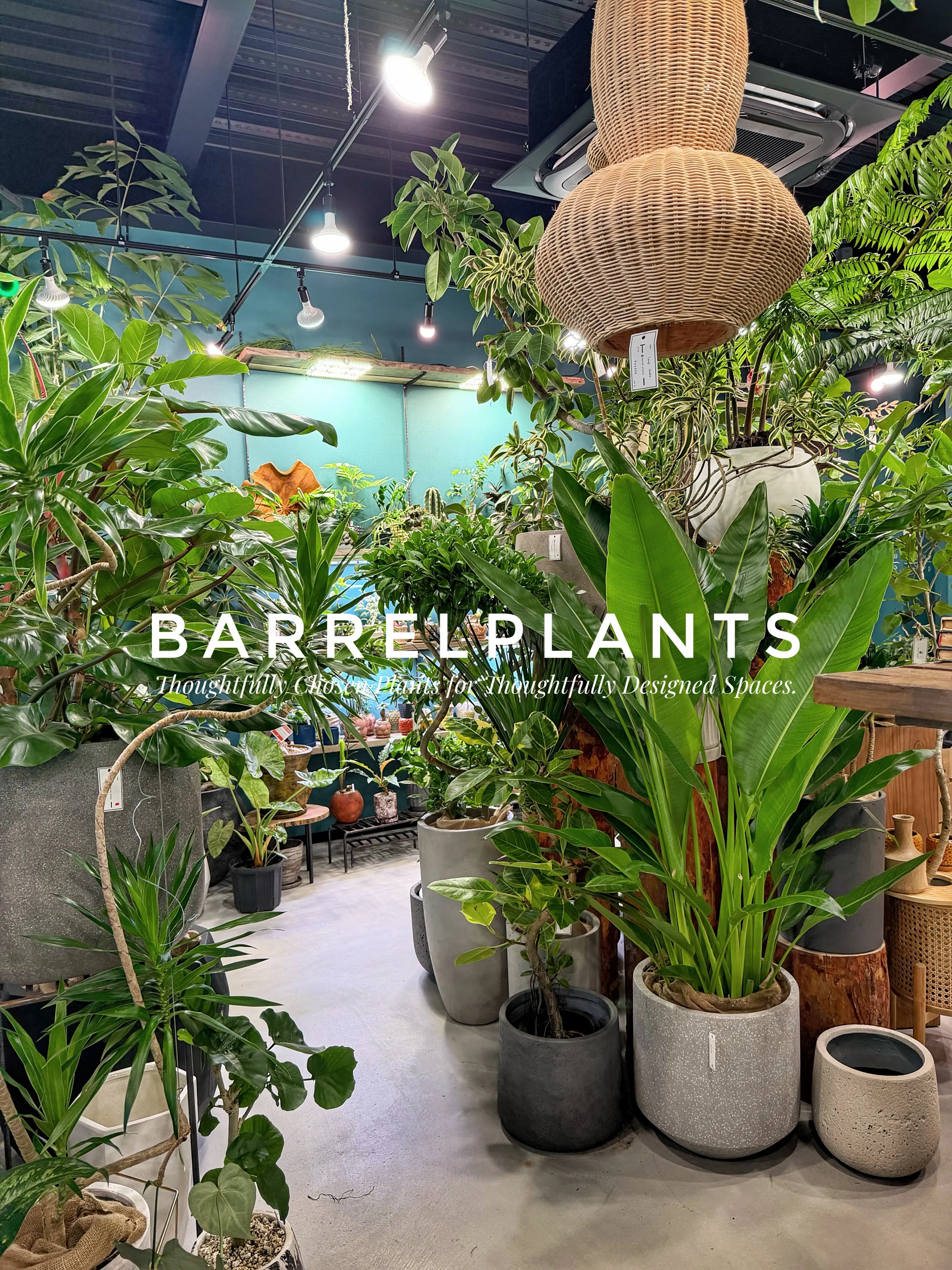 植物屋なのに、帰りたくなくなる。