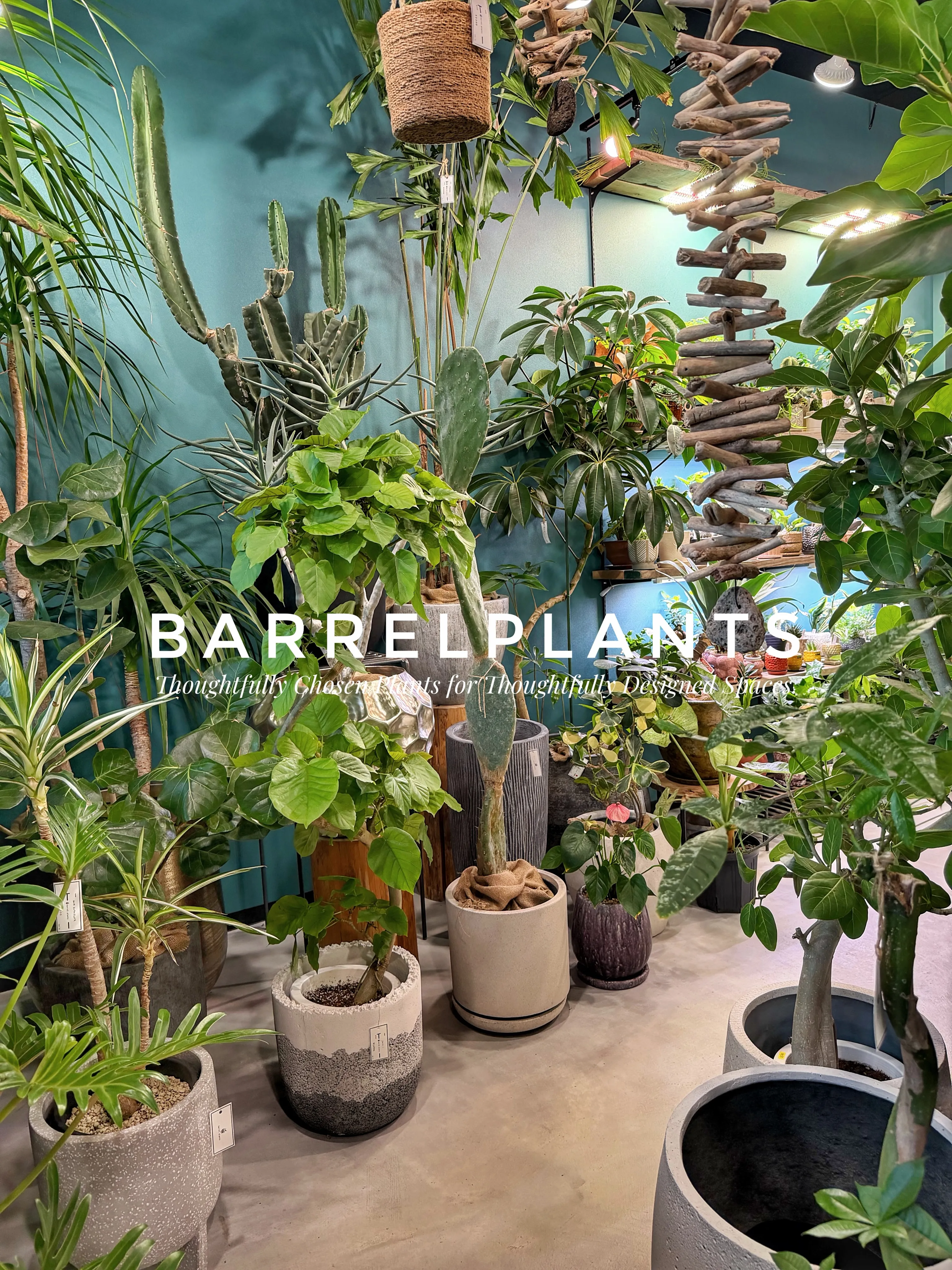 植物屋なのに、帰りたくなくなる。