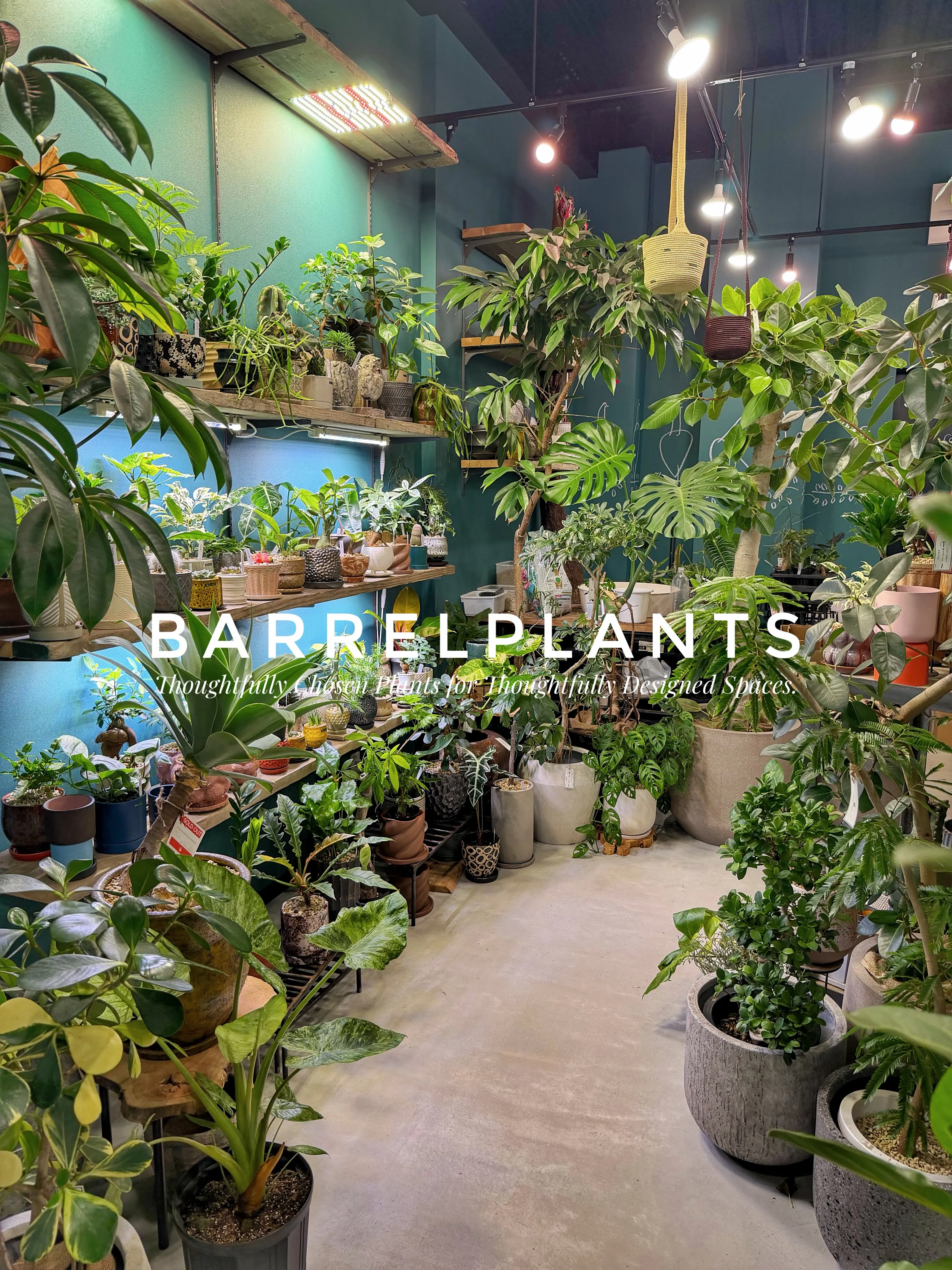 植物屋なのに、帰りたくなくなる。
