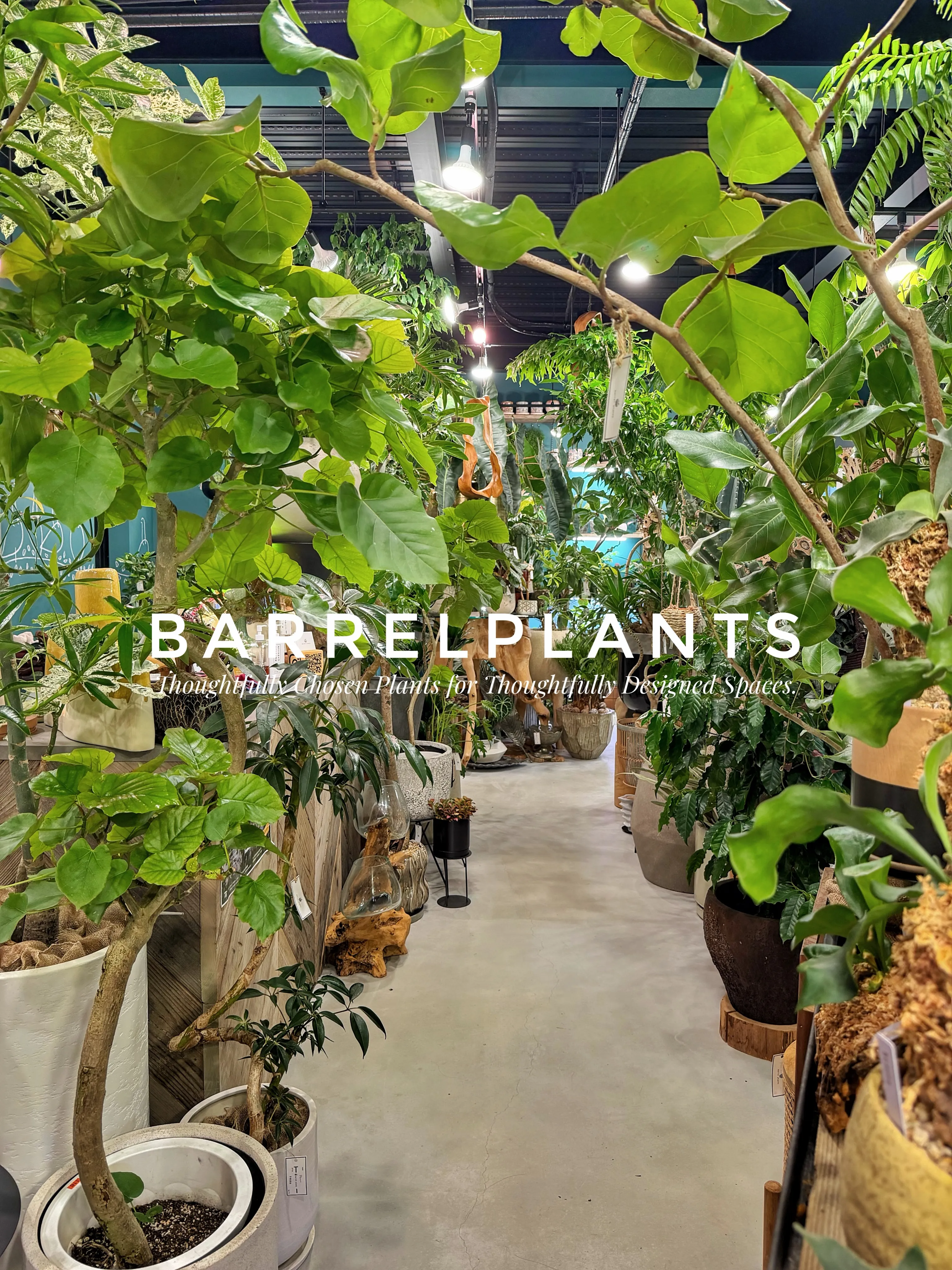 植物屋なのに、帰りたくなくなる。