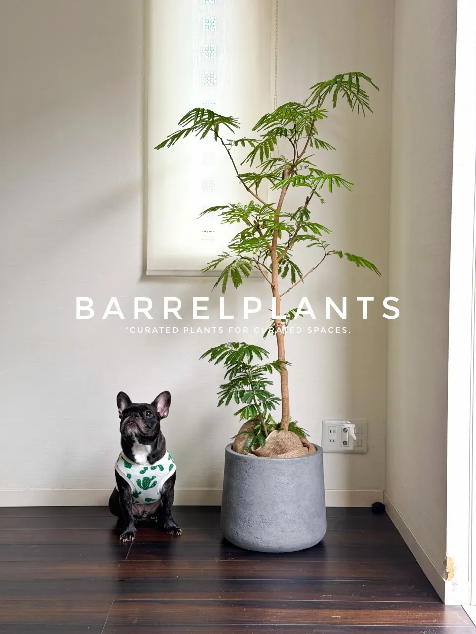 植物を届けた、その先へ。
