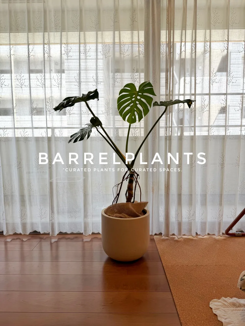 植物を届けた、その先へ。