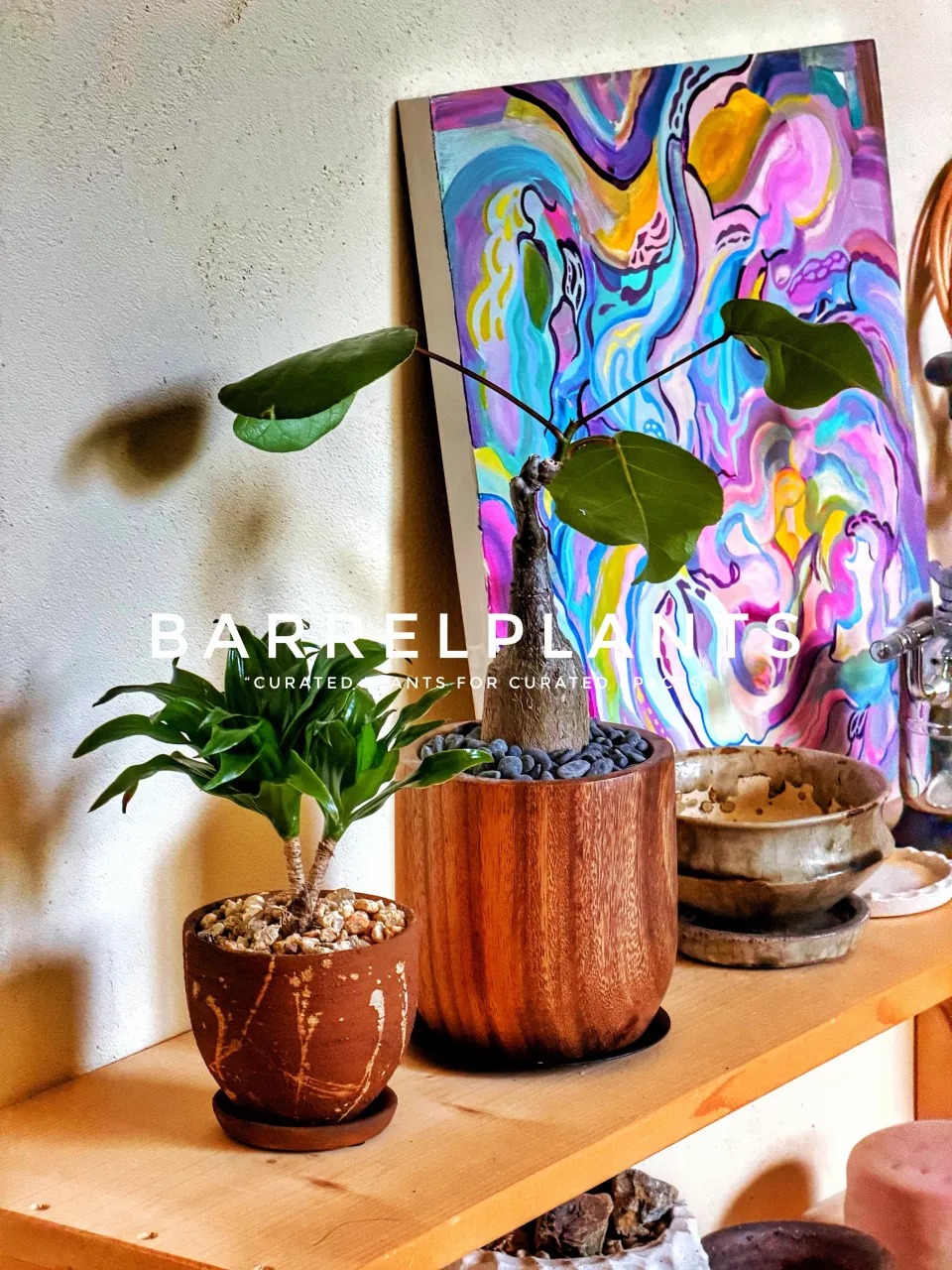 植物を届けた、その先へ。