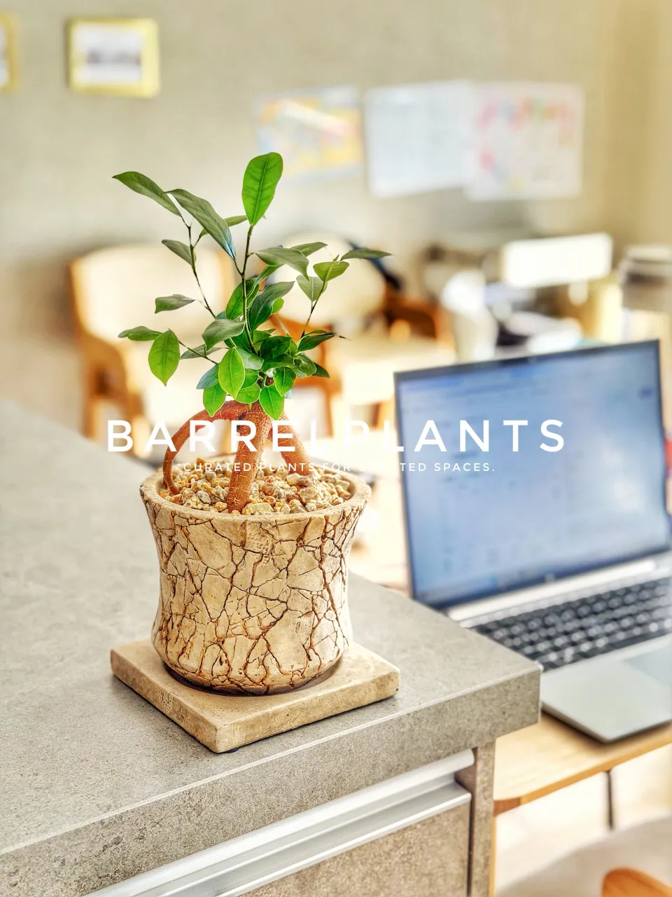 植物を届けた、その先へ。