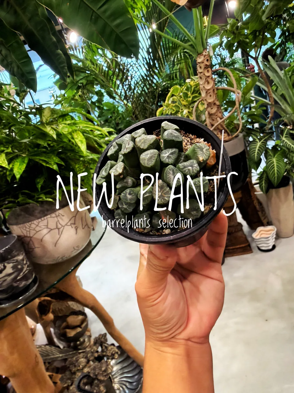 野生美、入荷。