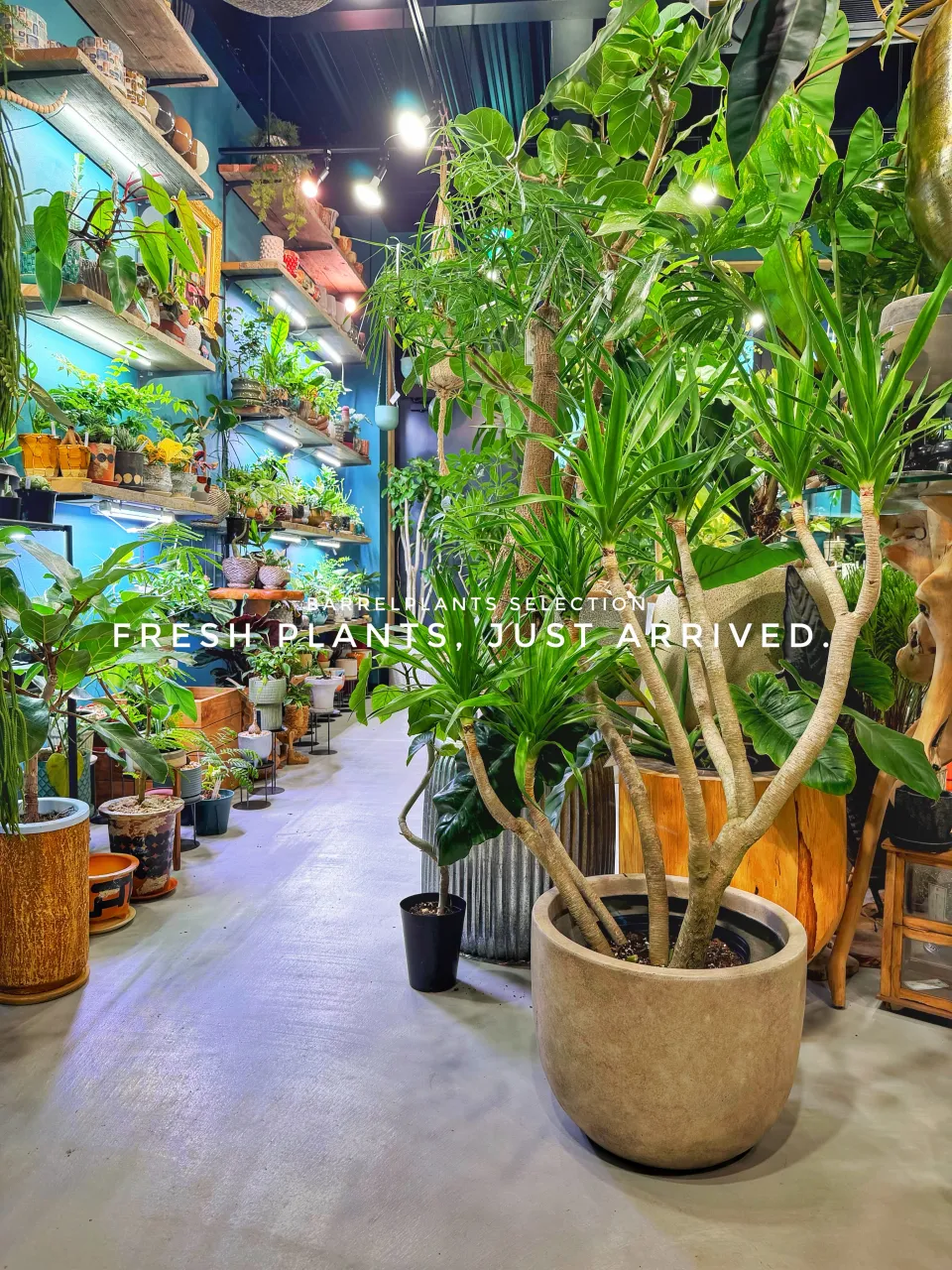 【また、植物でパンパンになりました。
