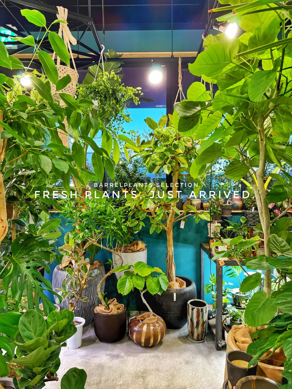 【また、植物でパンパンになりました。