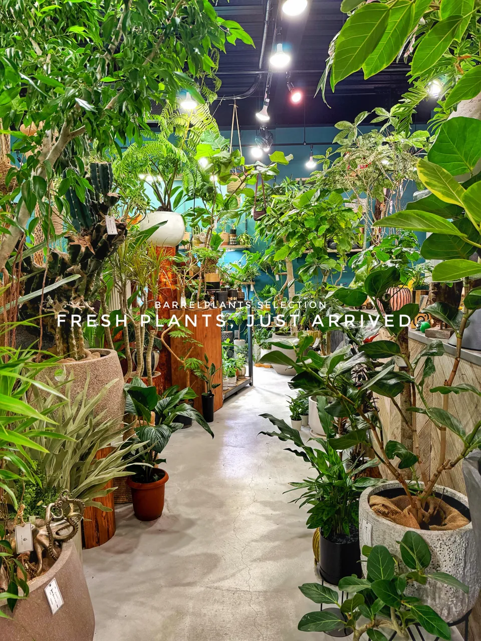 【また、植物でパンパンになりました。